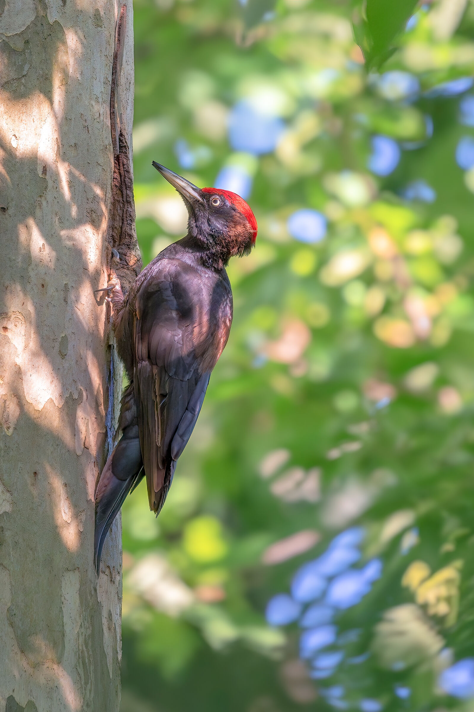 Picchio Nero ( Dryocopus martius )