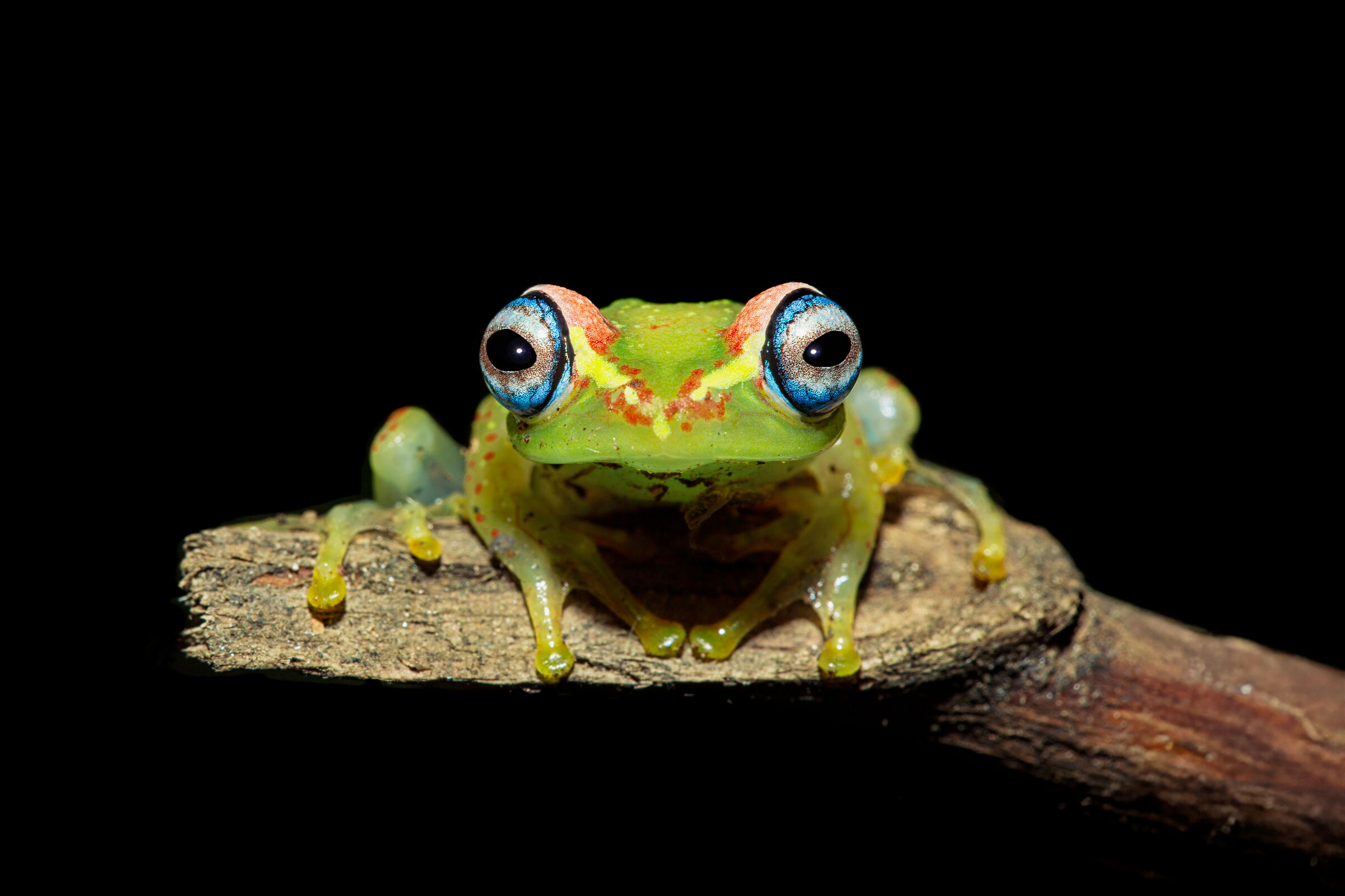 "A me gli occhi, please" (cit.)