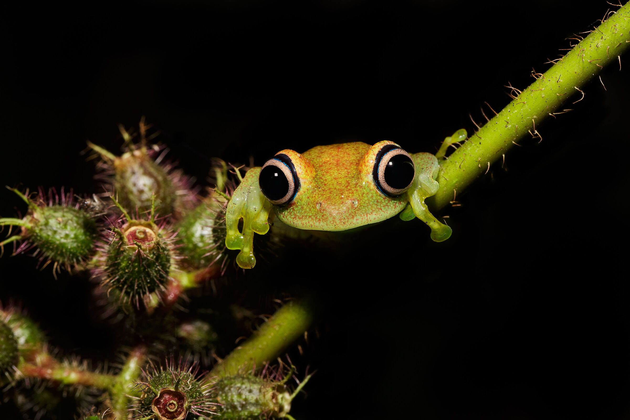 Frog with big eyes