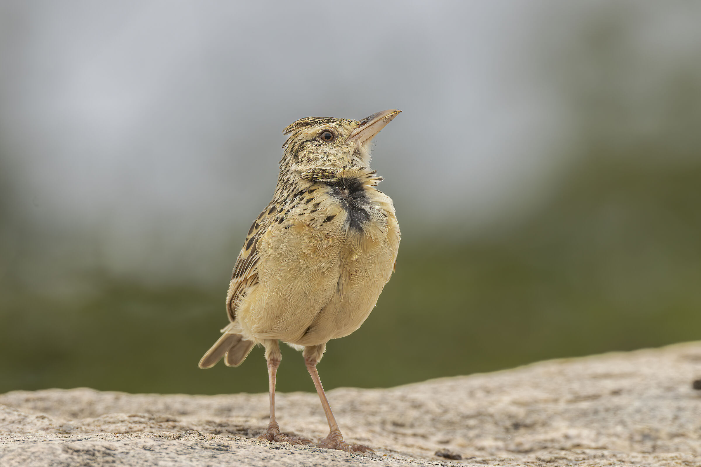 Calandrella brachydactyla . Calandrella