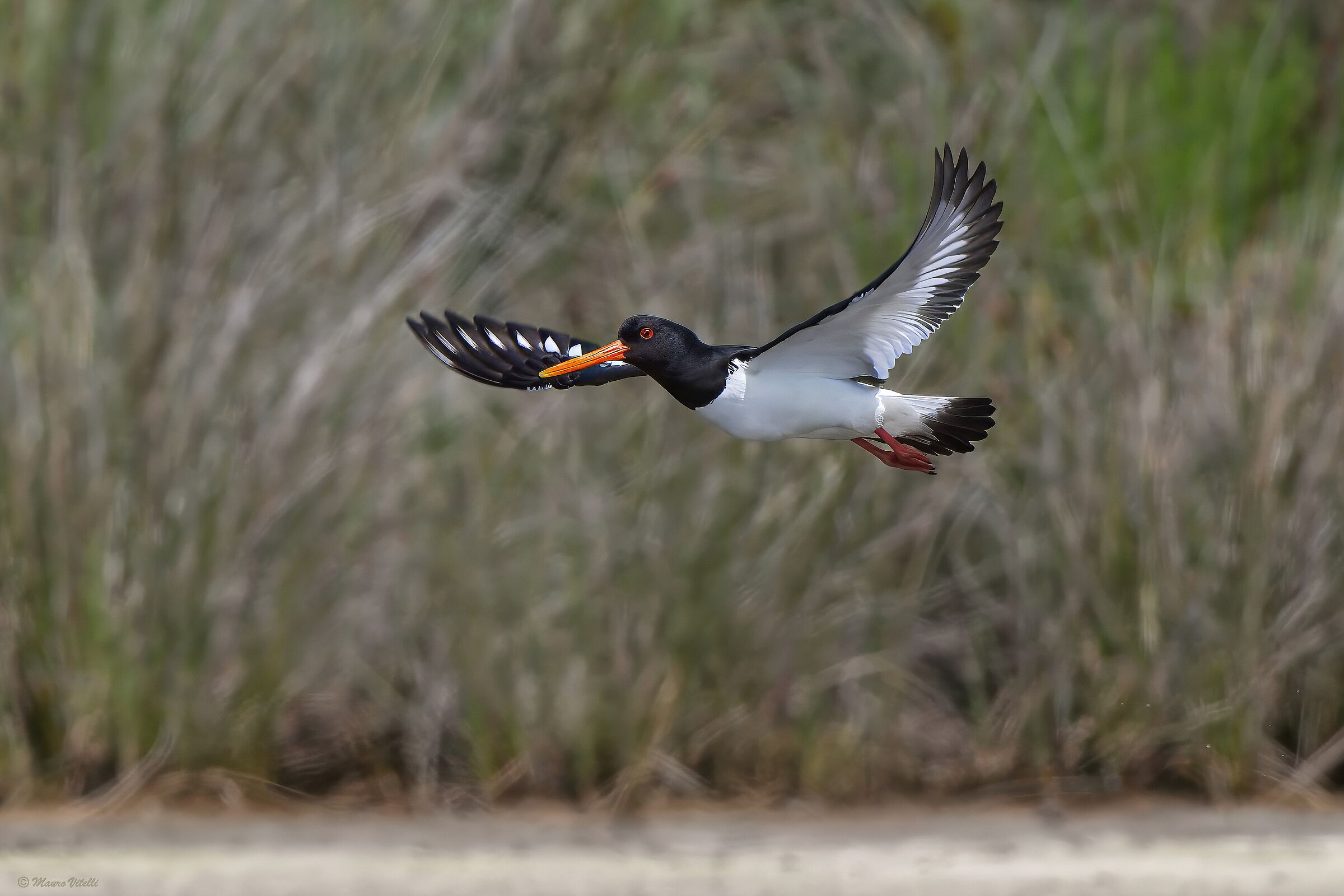 Oystercatcher (Haematopus ostralegus)