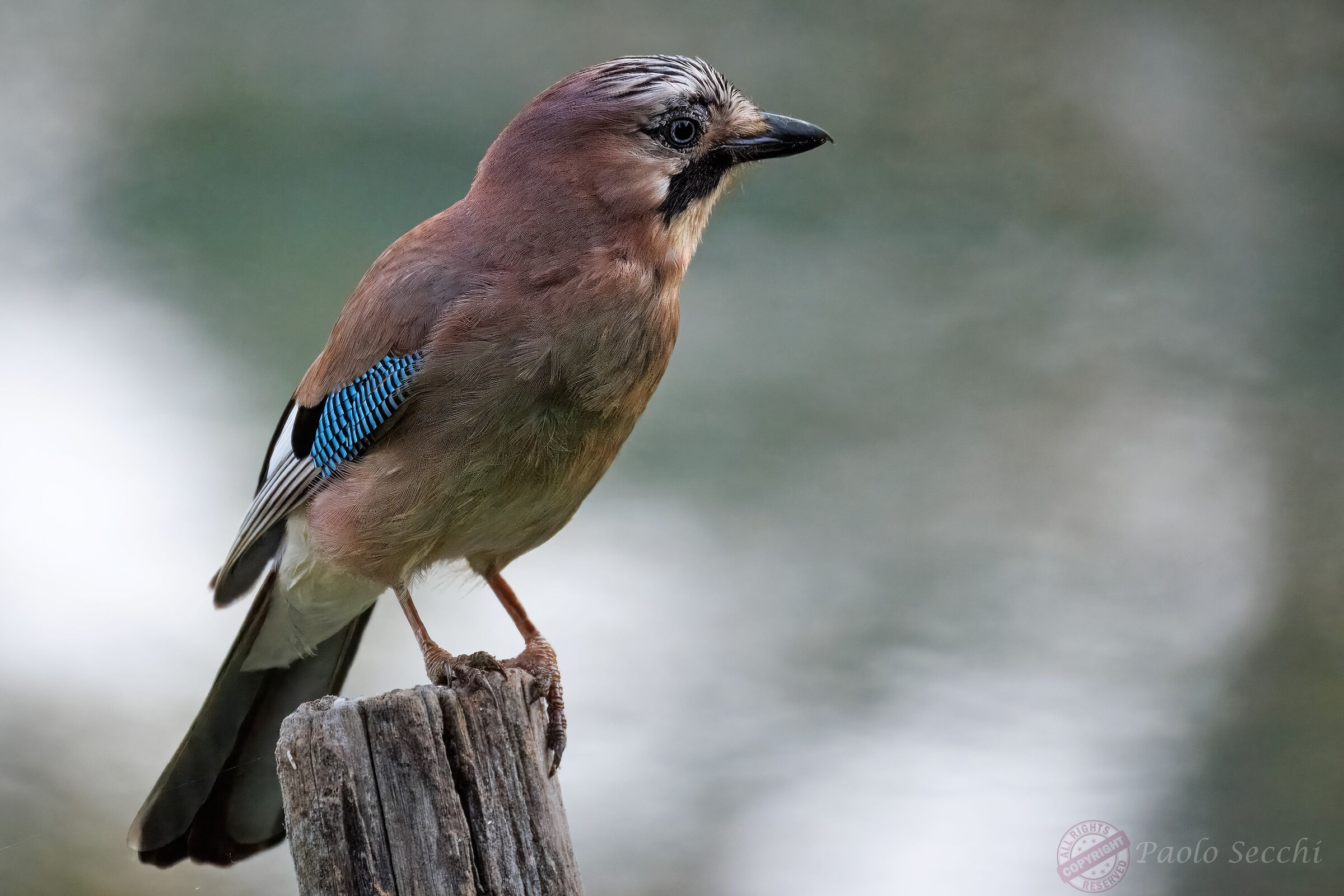 Jay (Garrulus glandarius)
