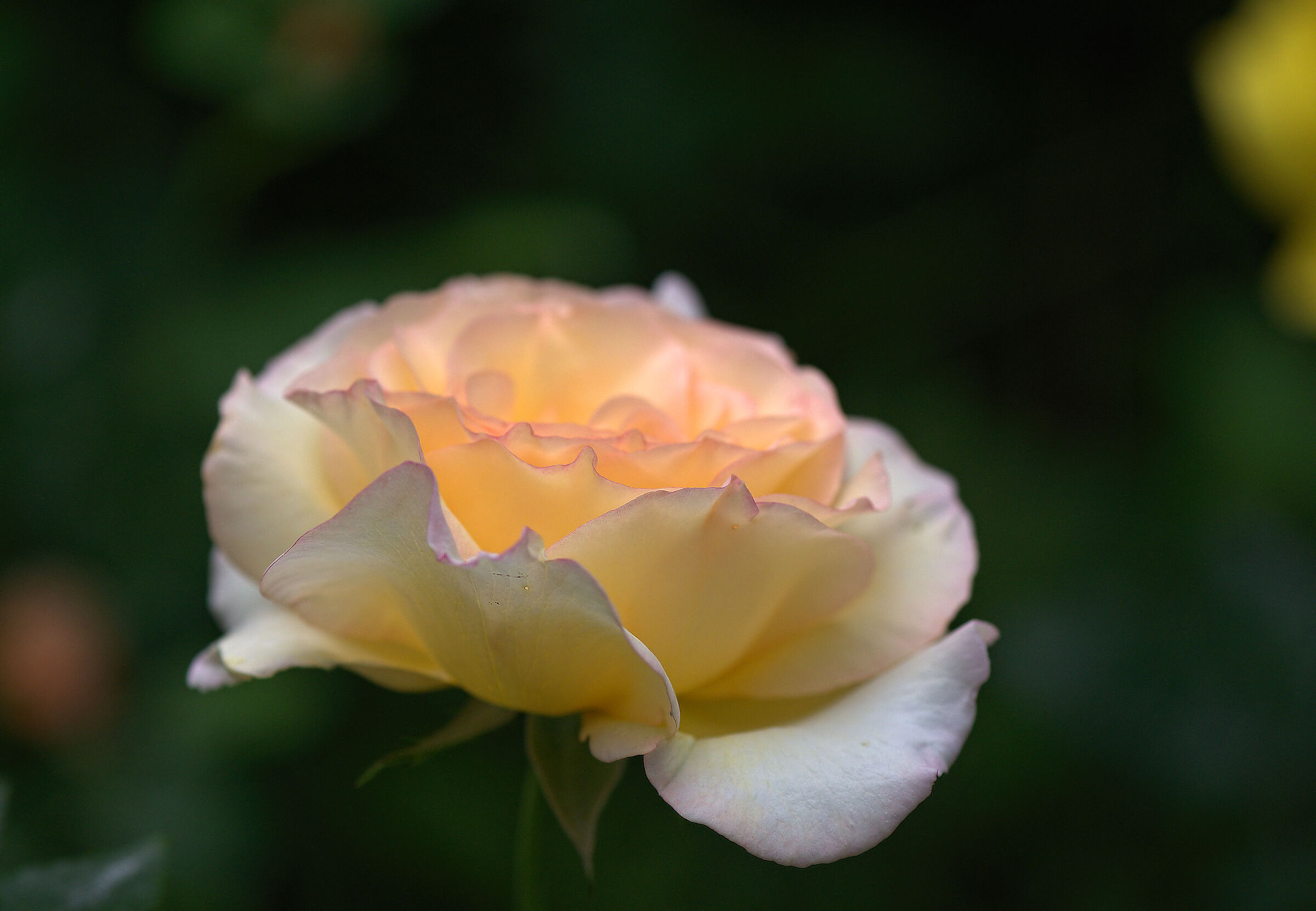 Rosa inglese
