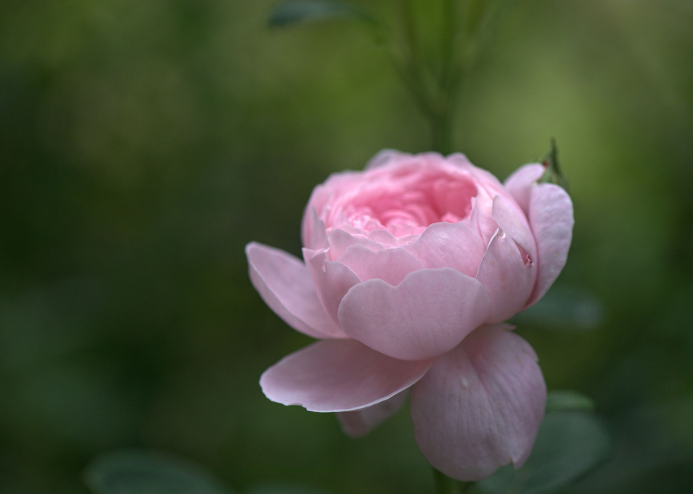 Regina di Svezia D.Austin