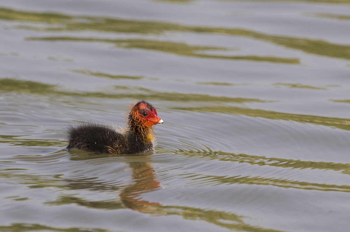 Small of Coot