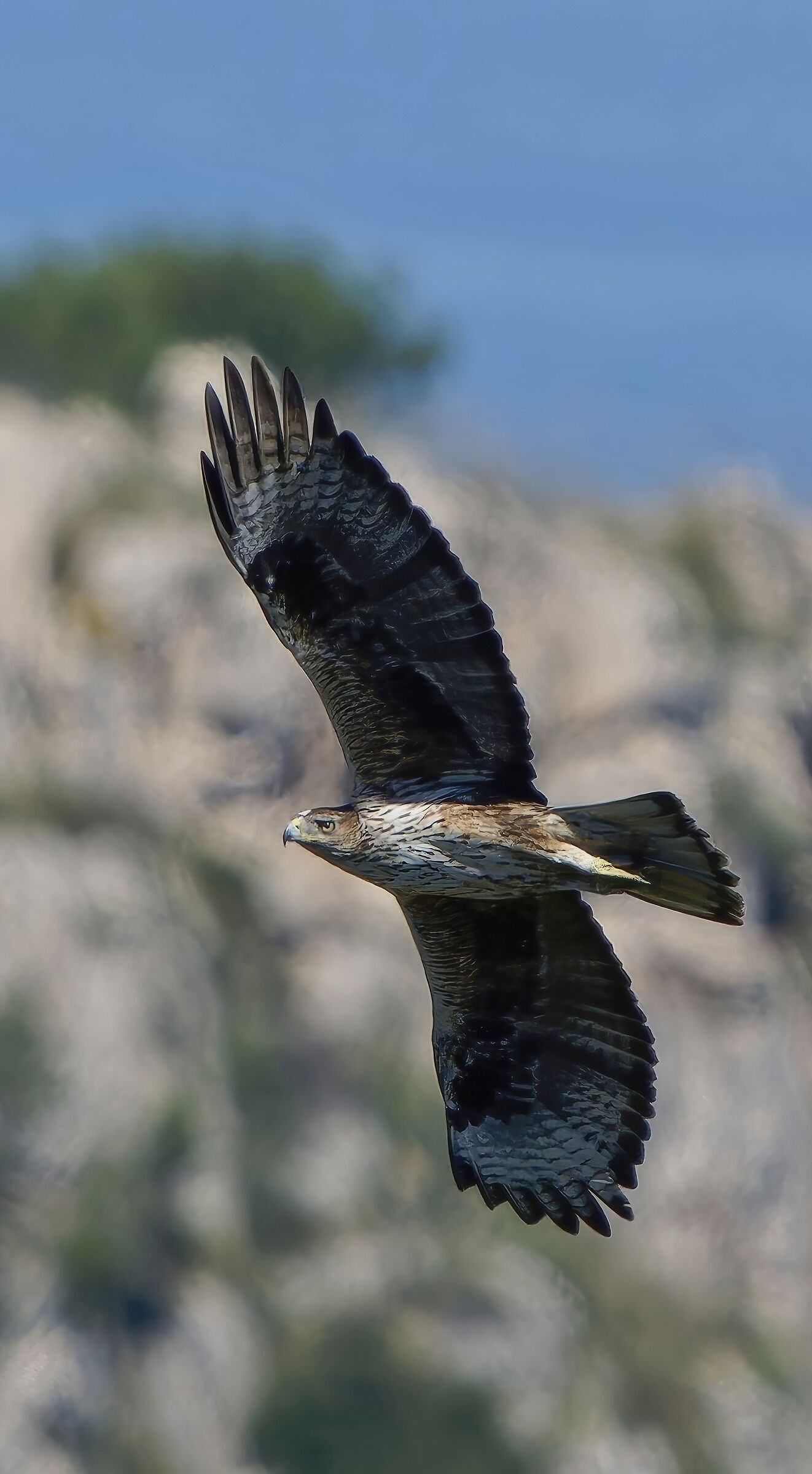 Bonelli's Eagle