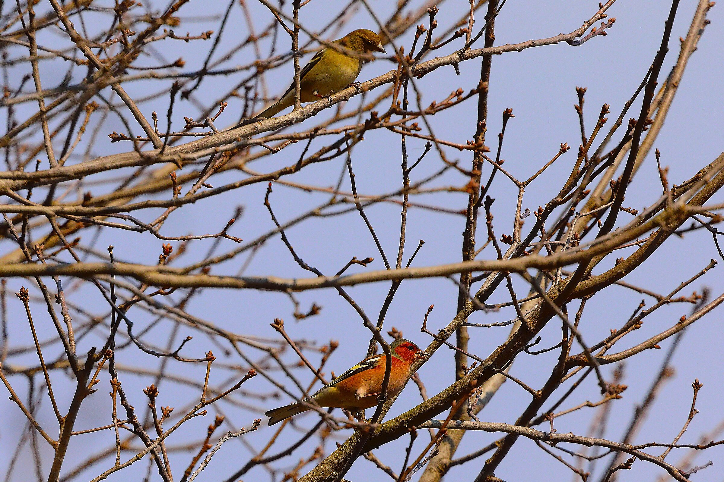 Fringuelli 02 marzo 2025 - 0050