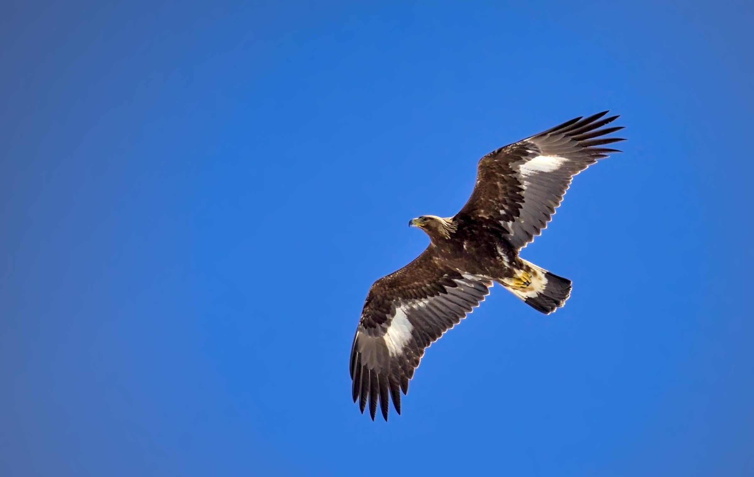 Young golden eagle