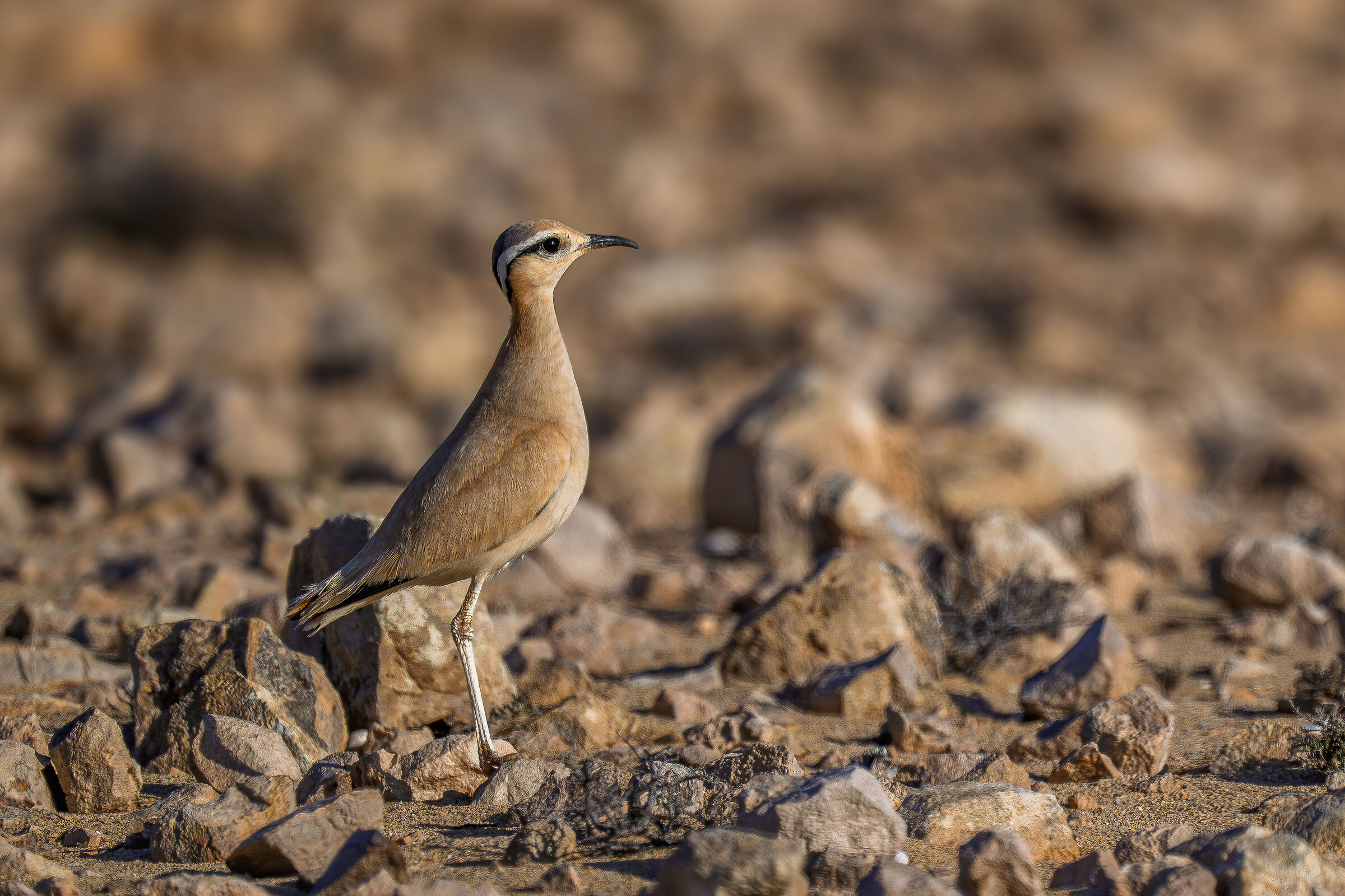 Cream-colored courser