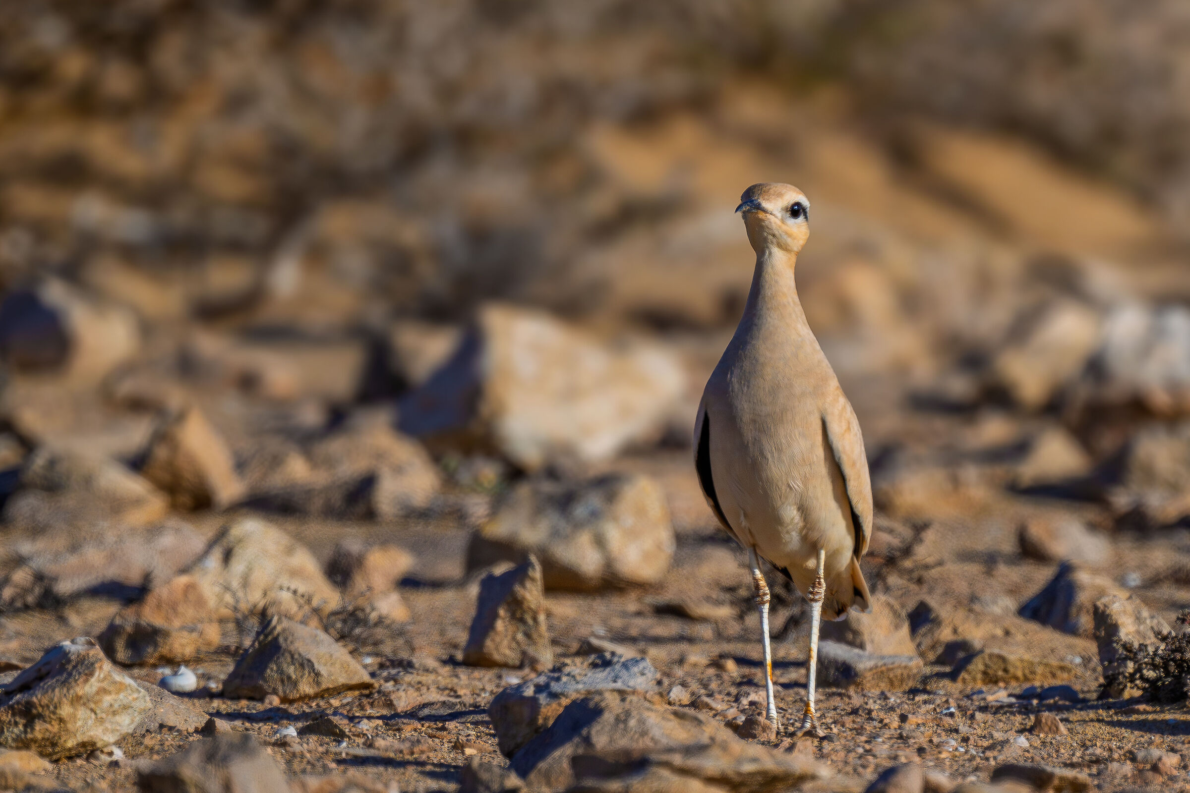 Cream-colored courser