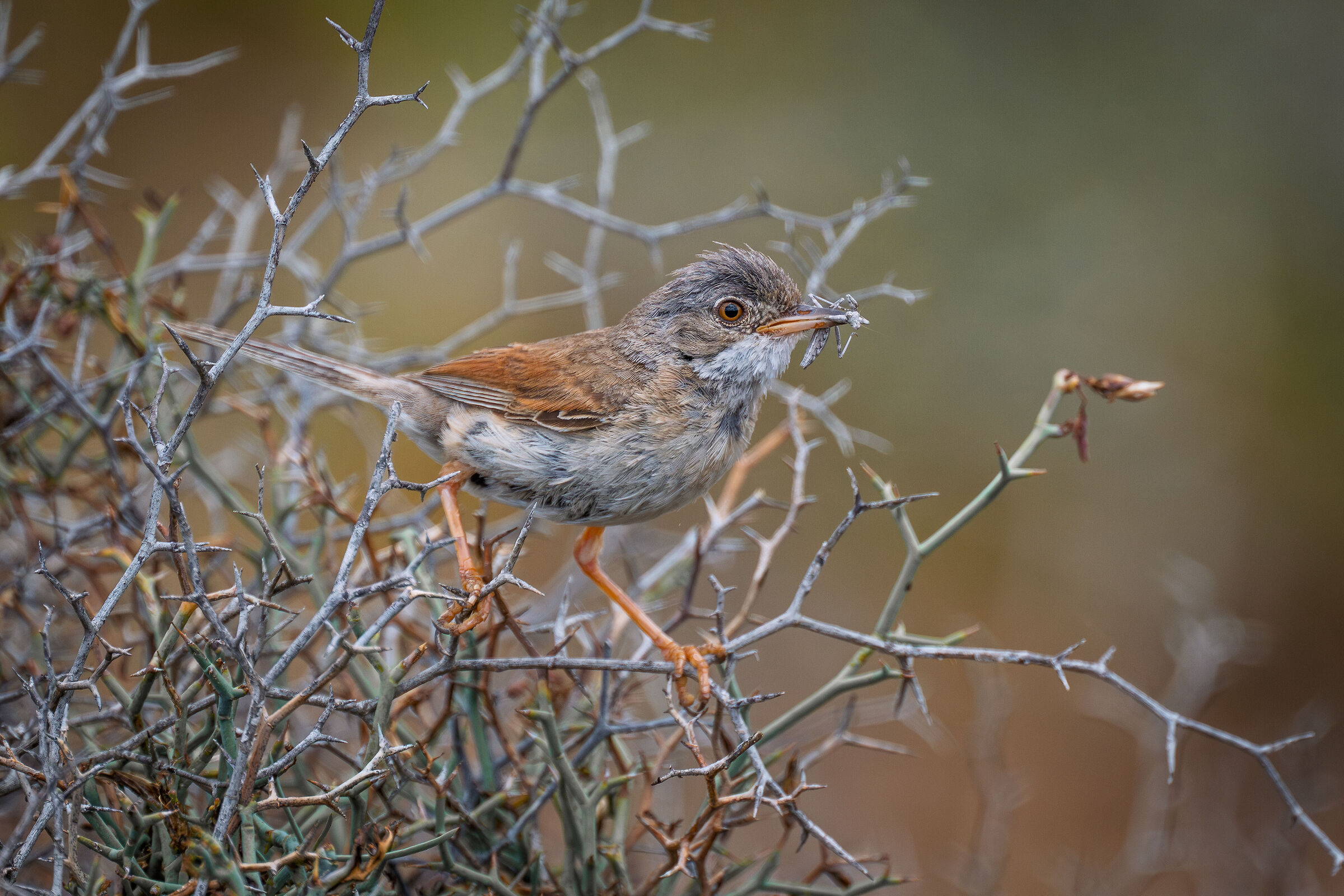 Sardinian Sterpazzola with prey