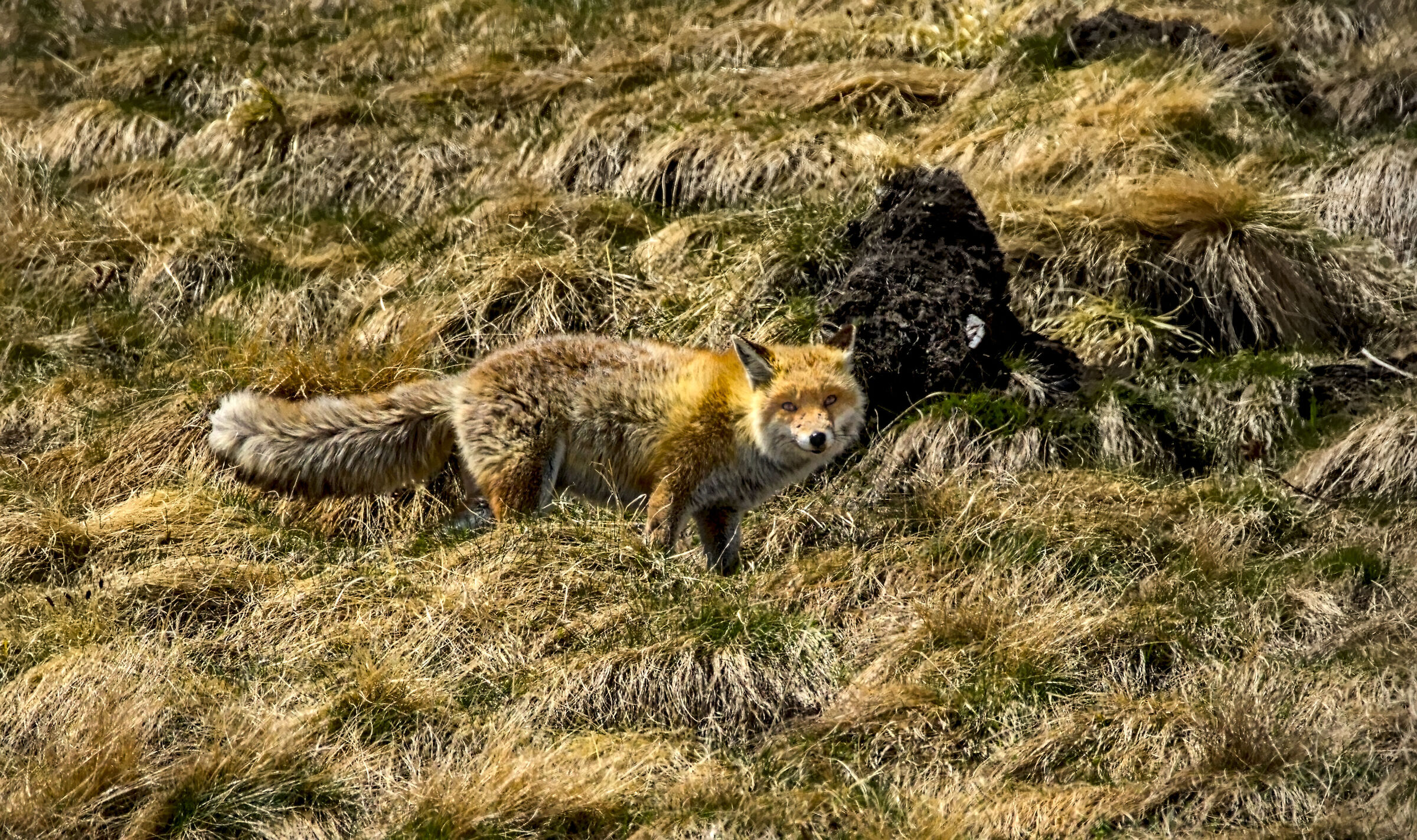 Fox