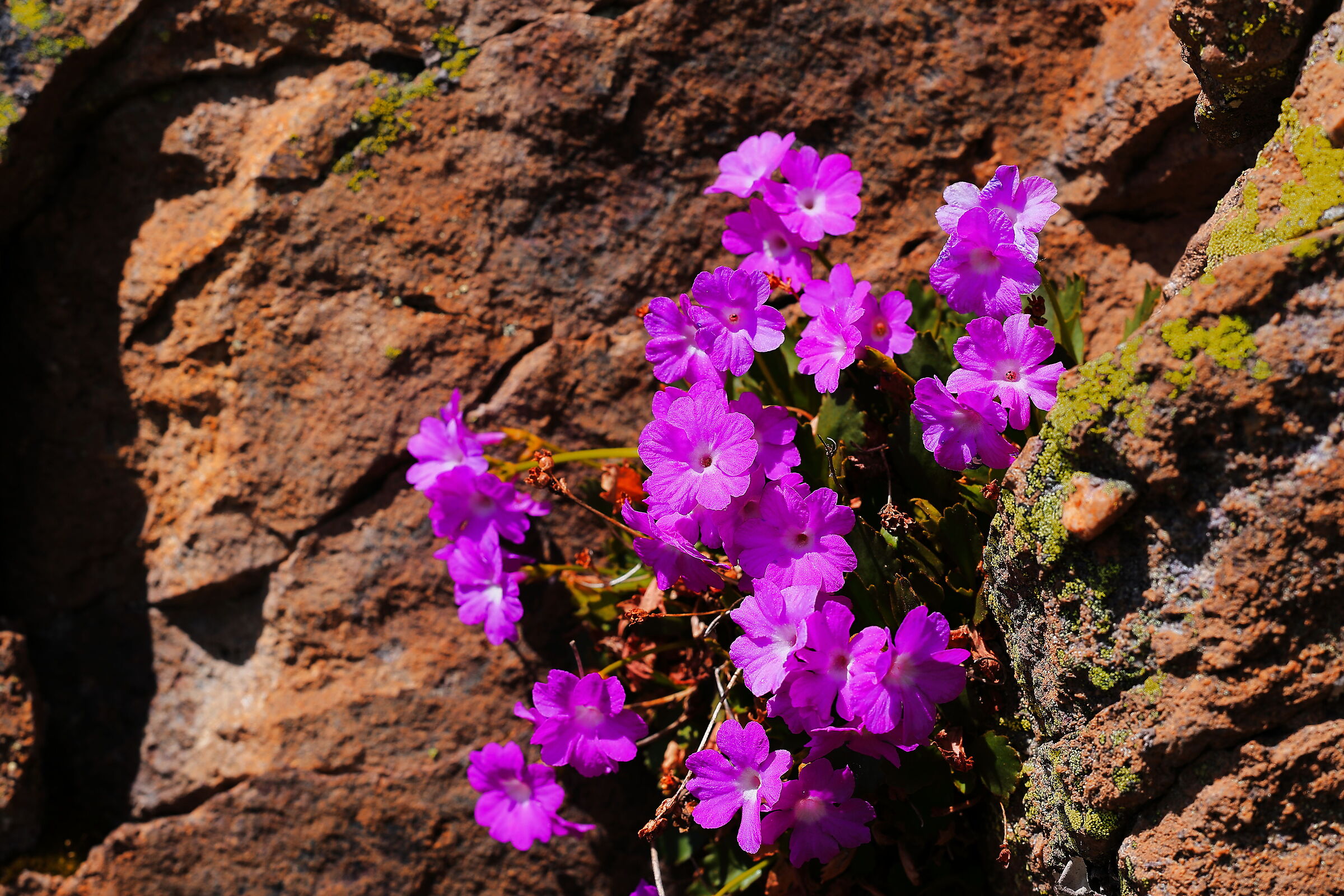 Primula Glaucescens