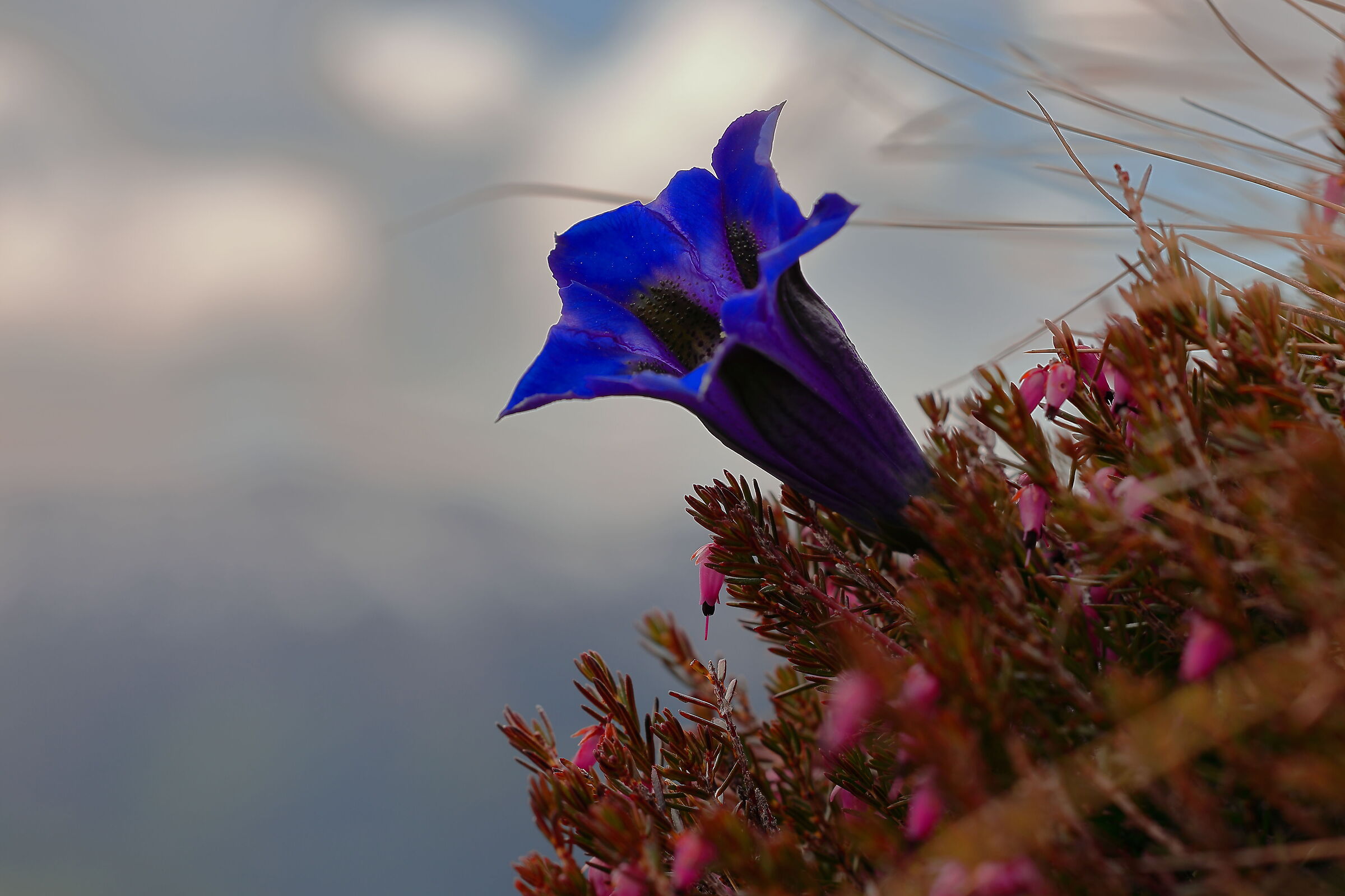 Gentiana Acaulis