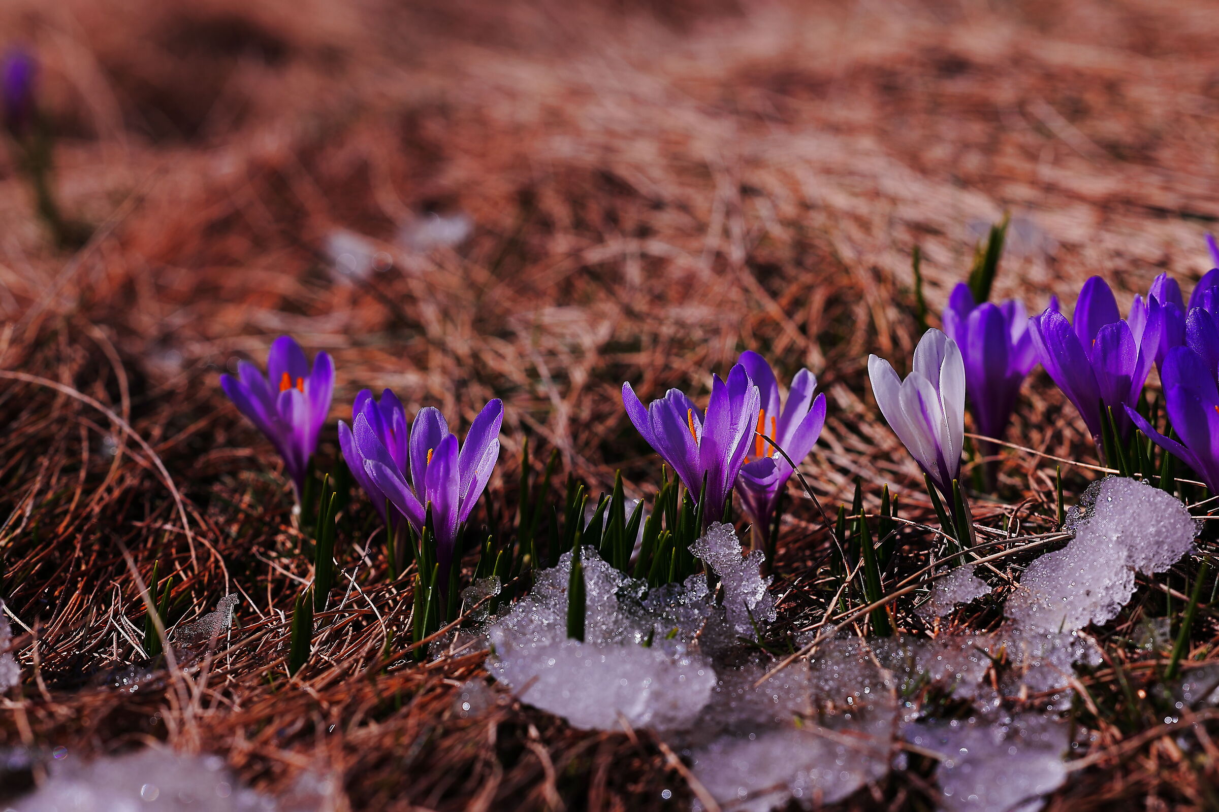 Crocus