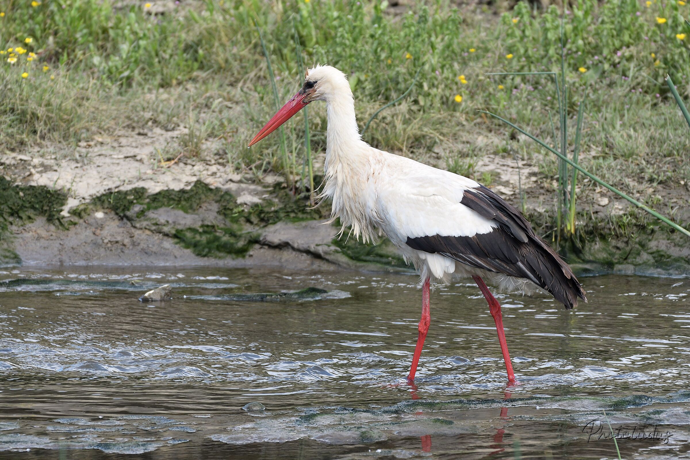 ... a tu per tu con la Cicogna bianca [Ciconia ciconia]