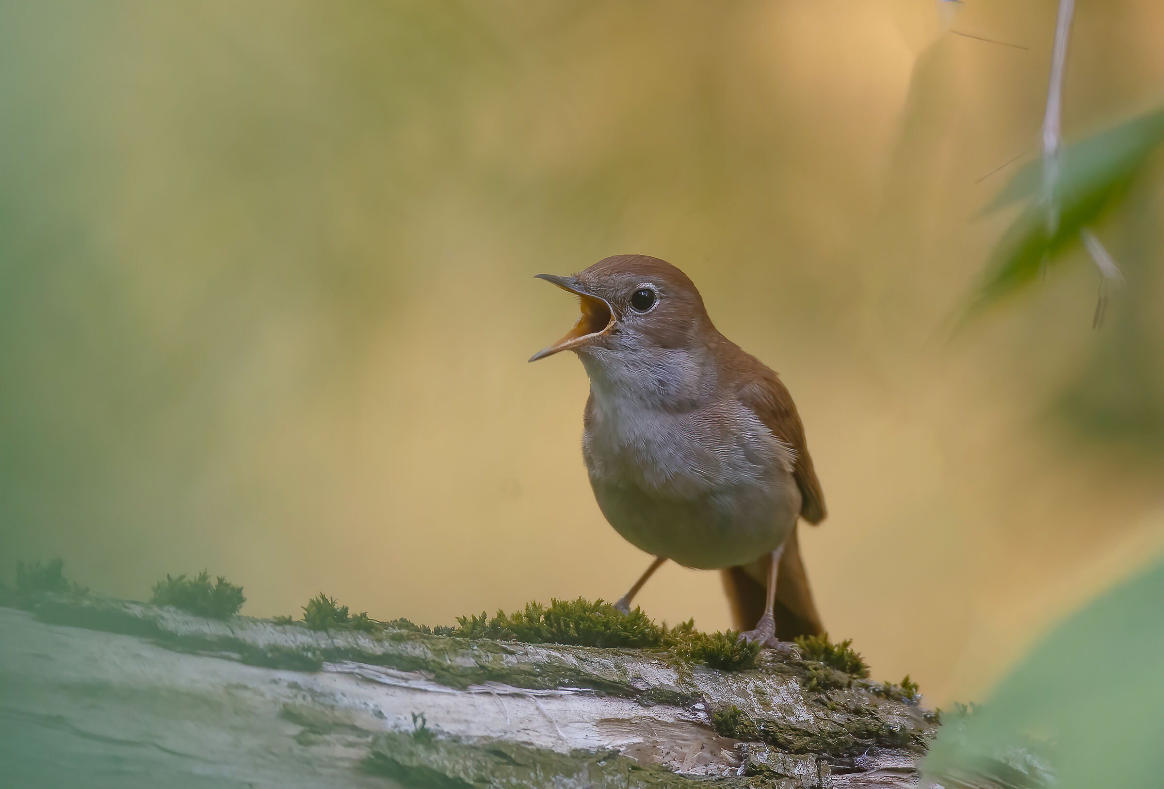 Luscinia megarhynchos