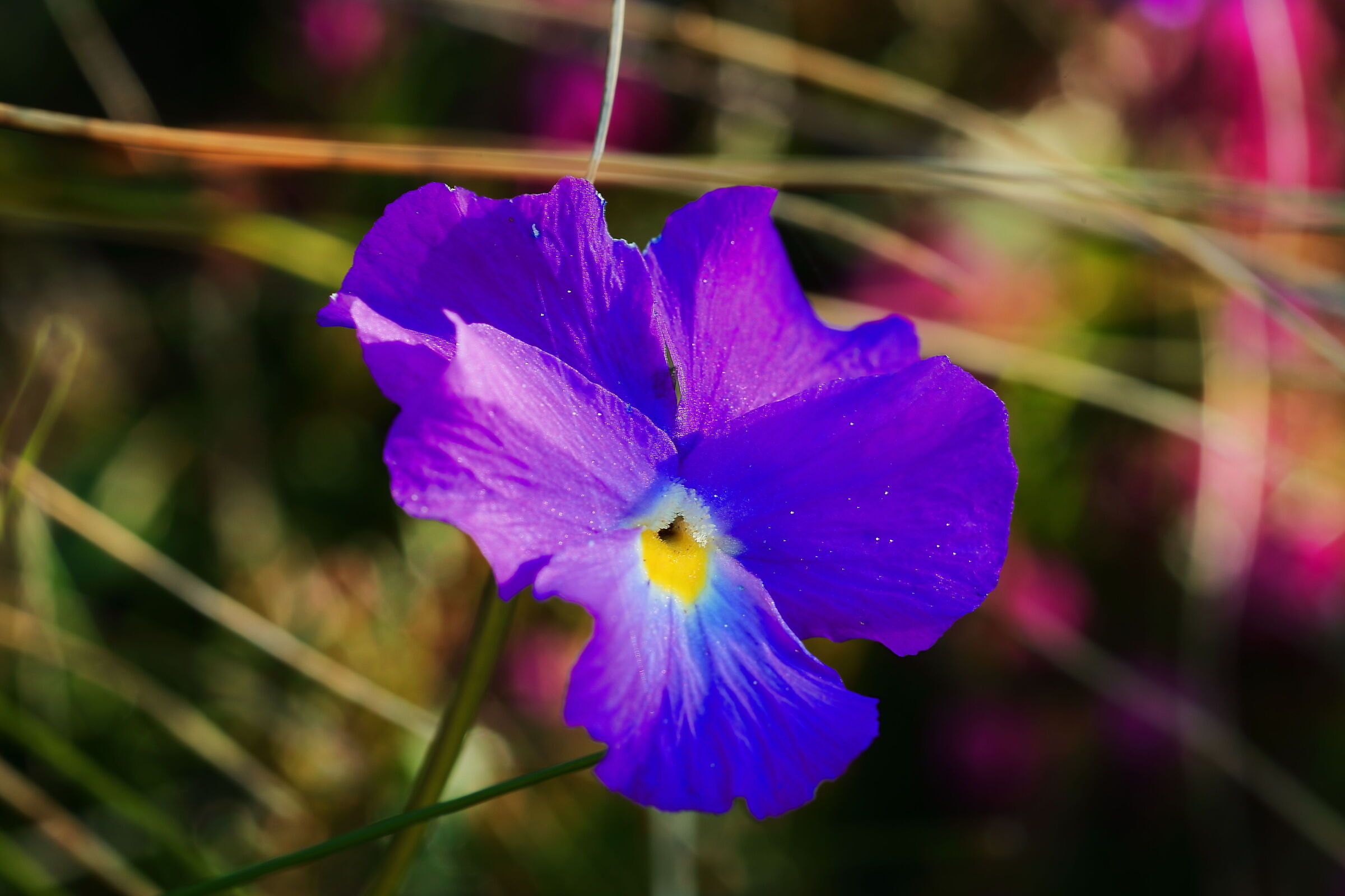 Mountain violet