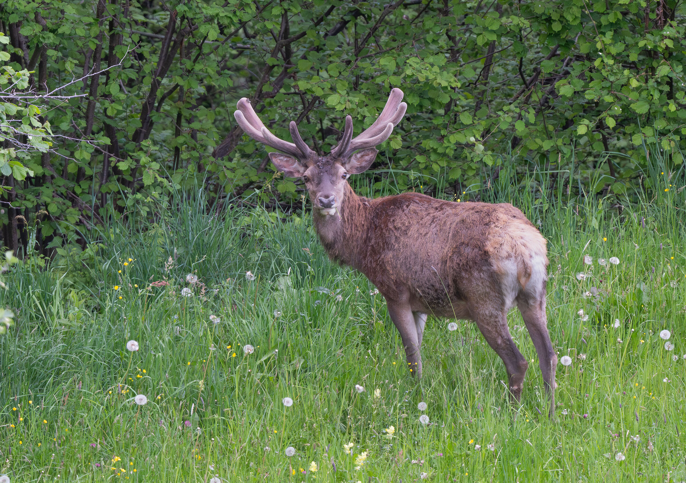 velvet deer
