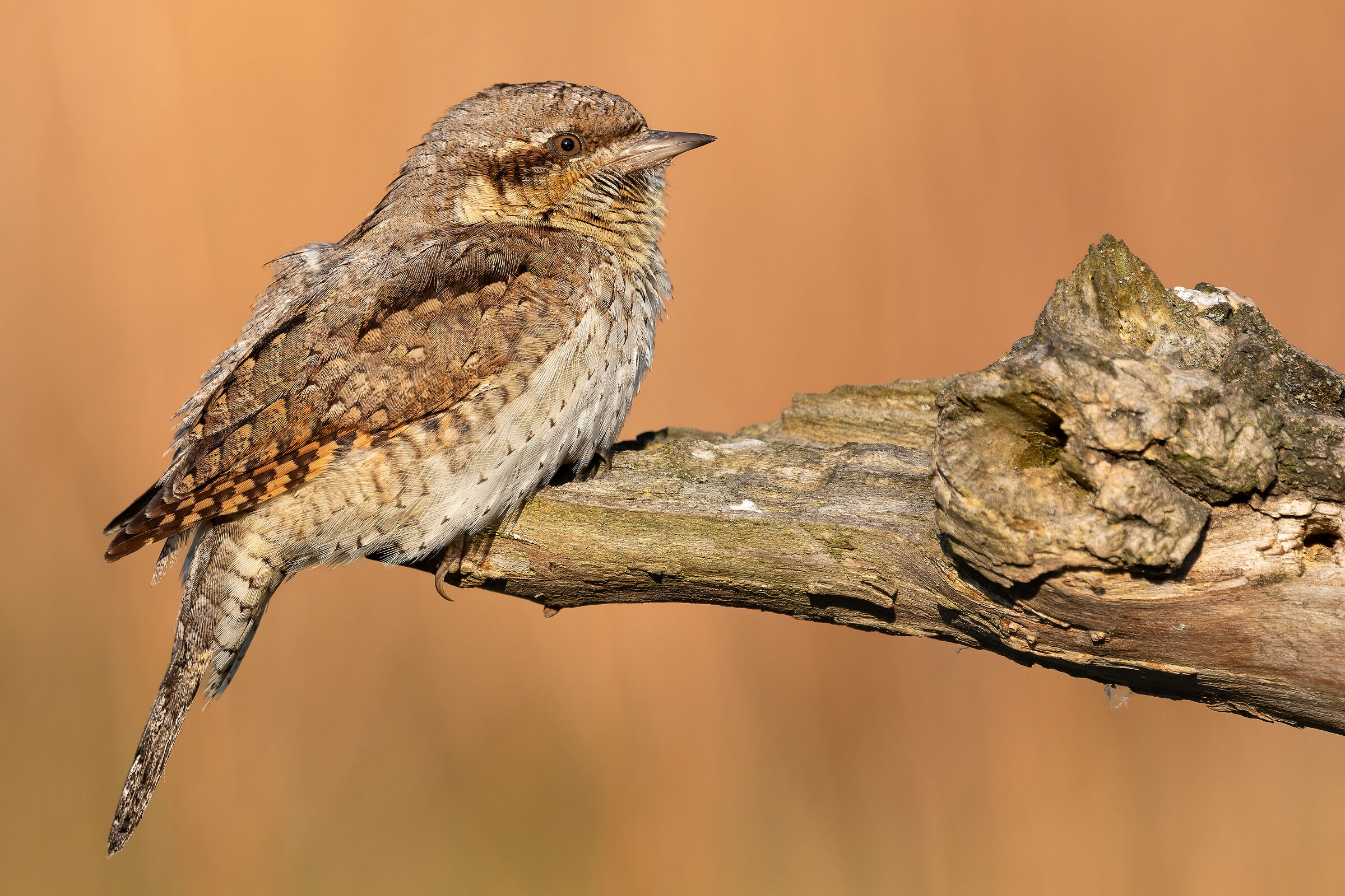 Wryneck