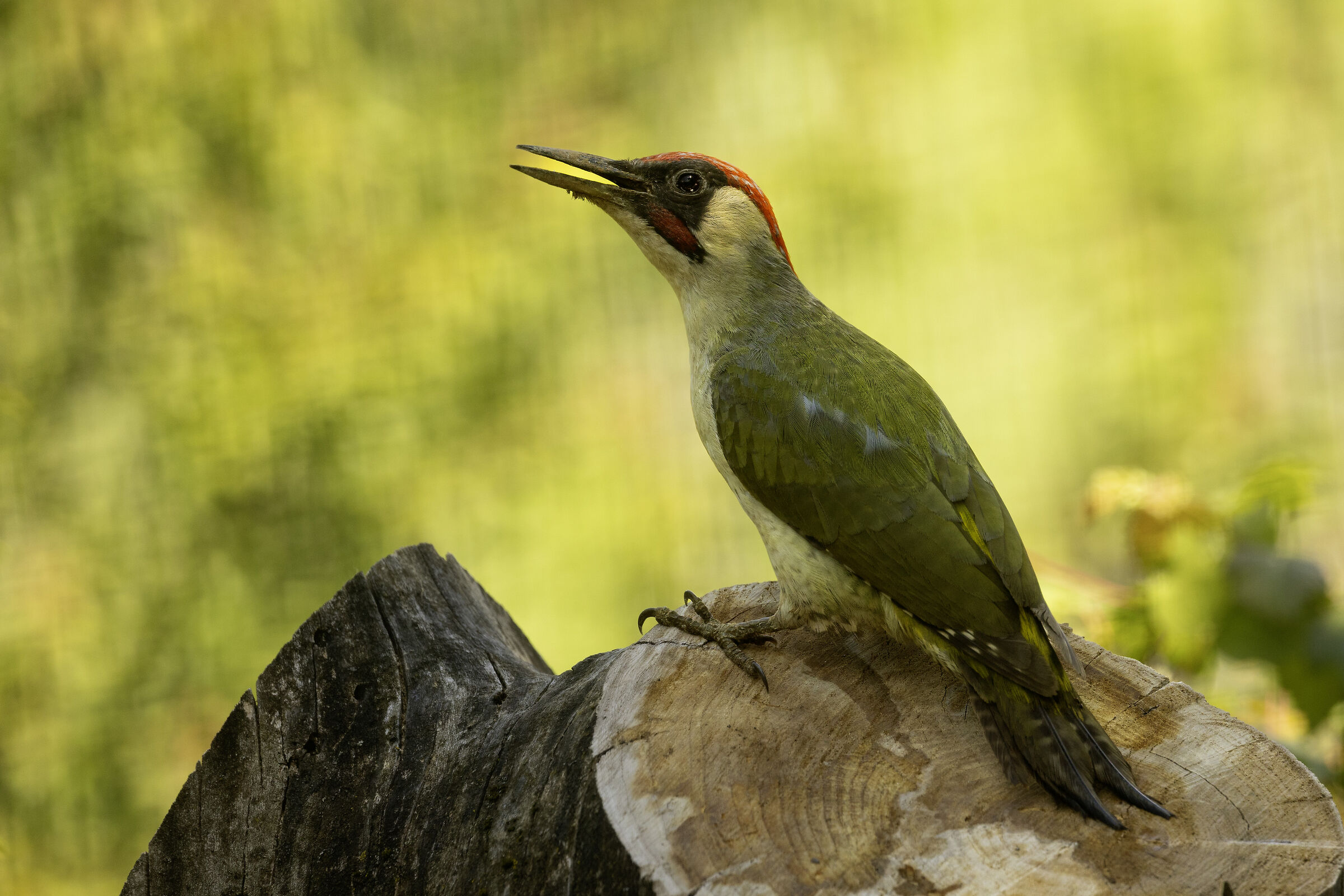 Picchio verde