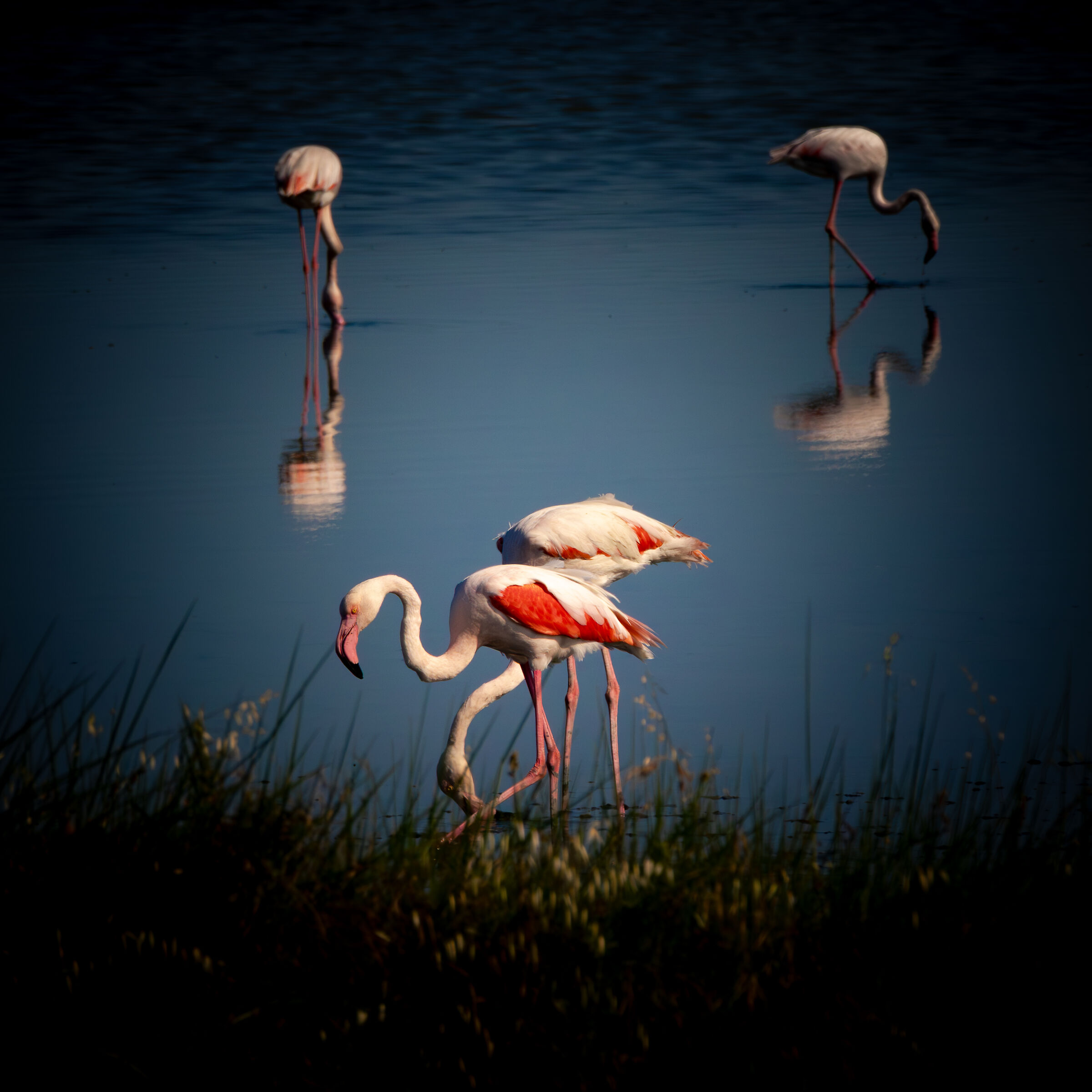 Aironi - Saline di Comacchio