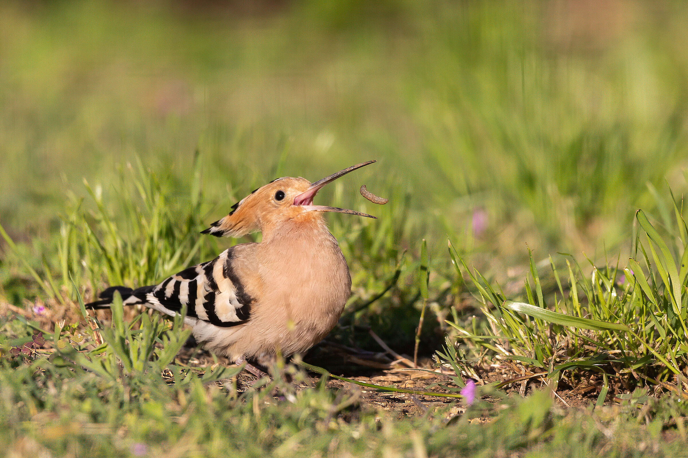 Hoopoe with prey