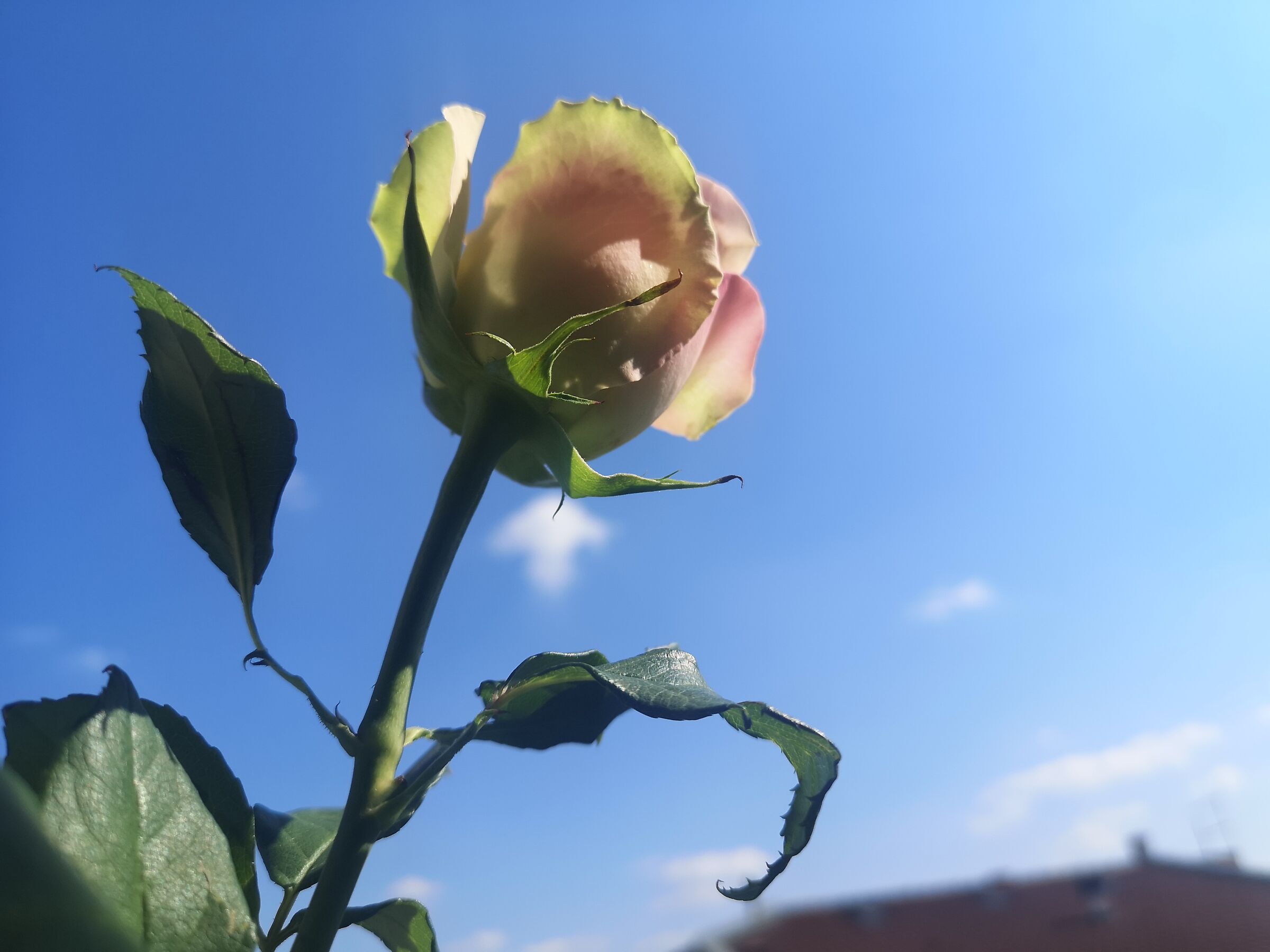 Rosa