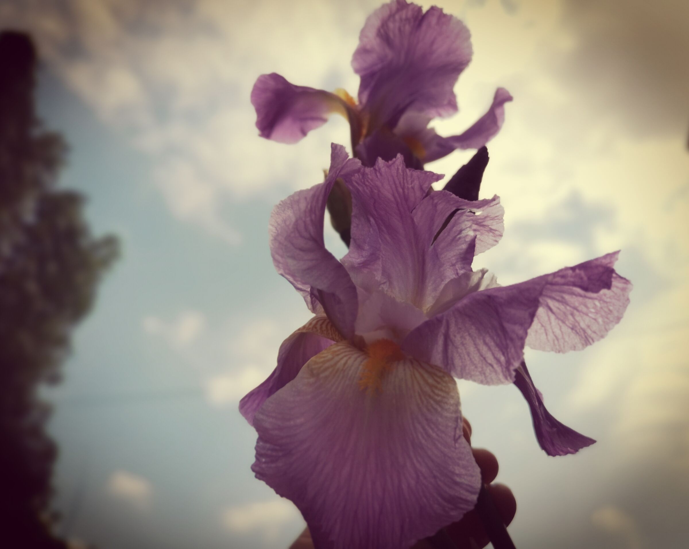 Iris