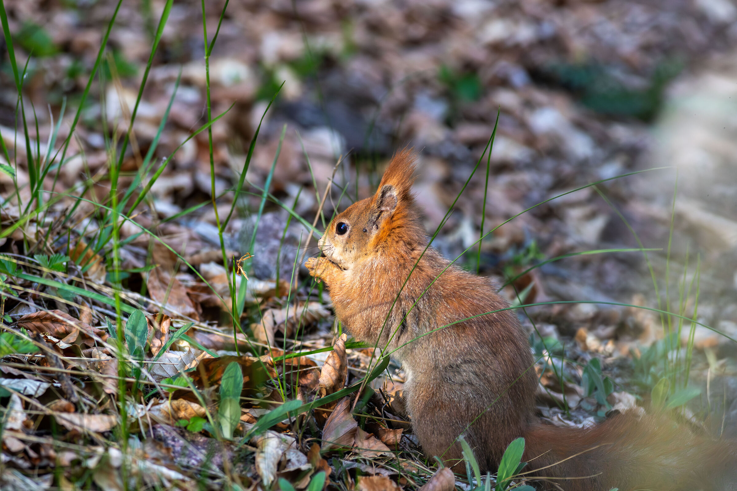 Common red squirrel
