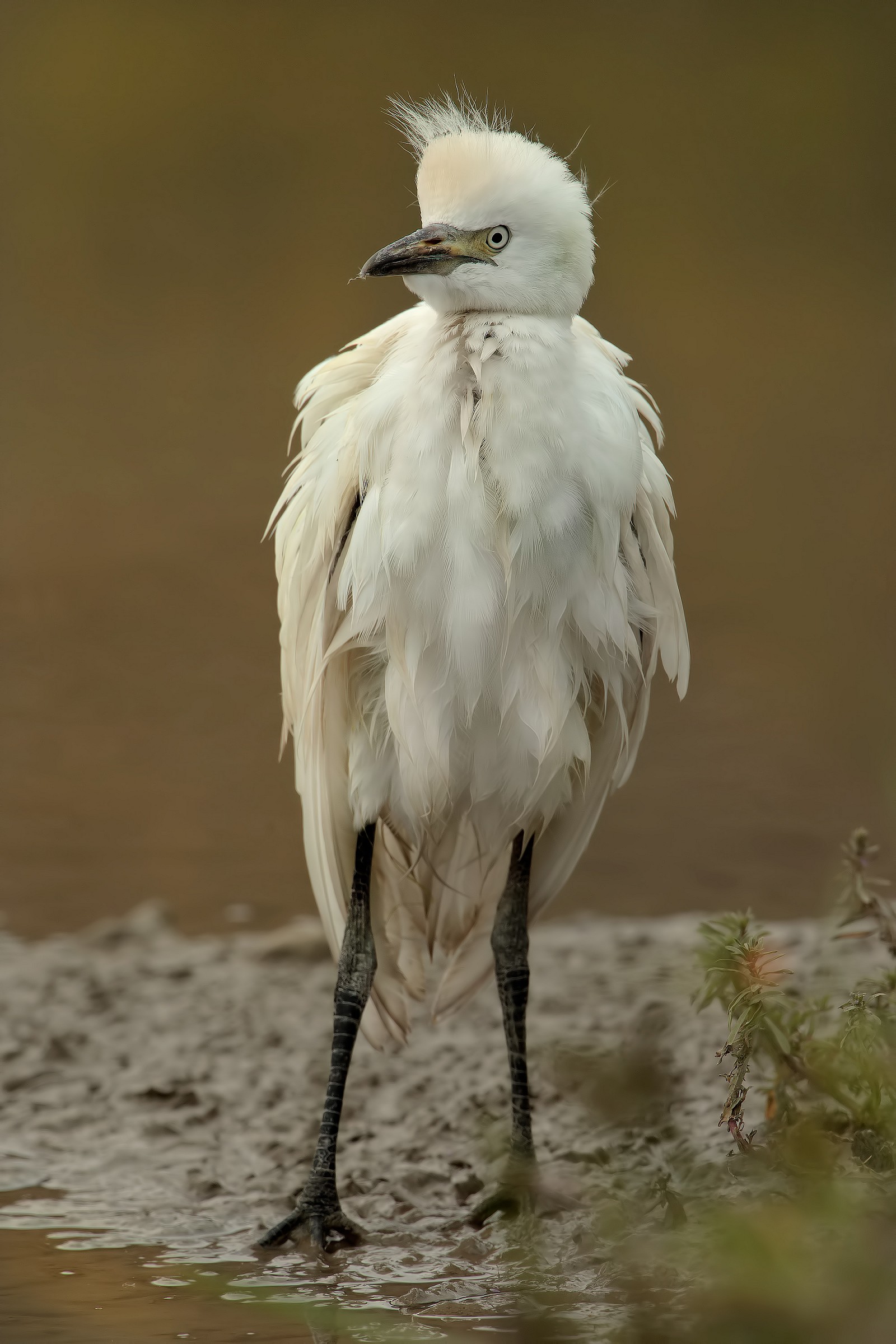 Young Egret (in Hi Res 3000x2000px) No Crop