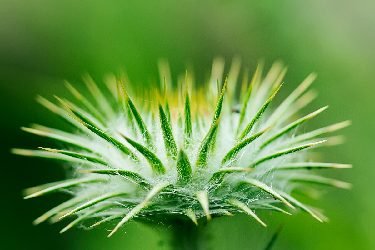 Onopordum (Cyprium Eig)