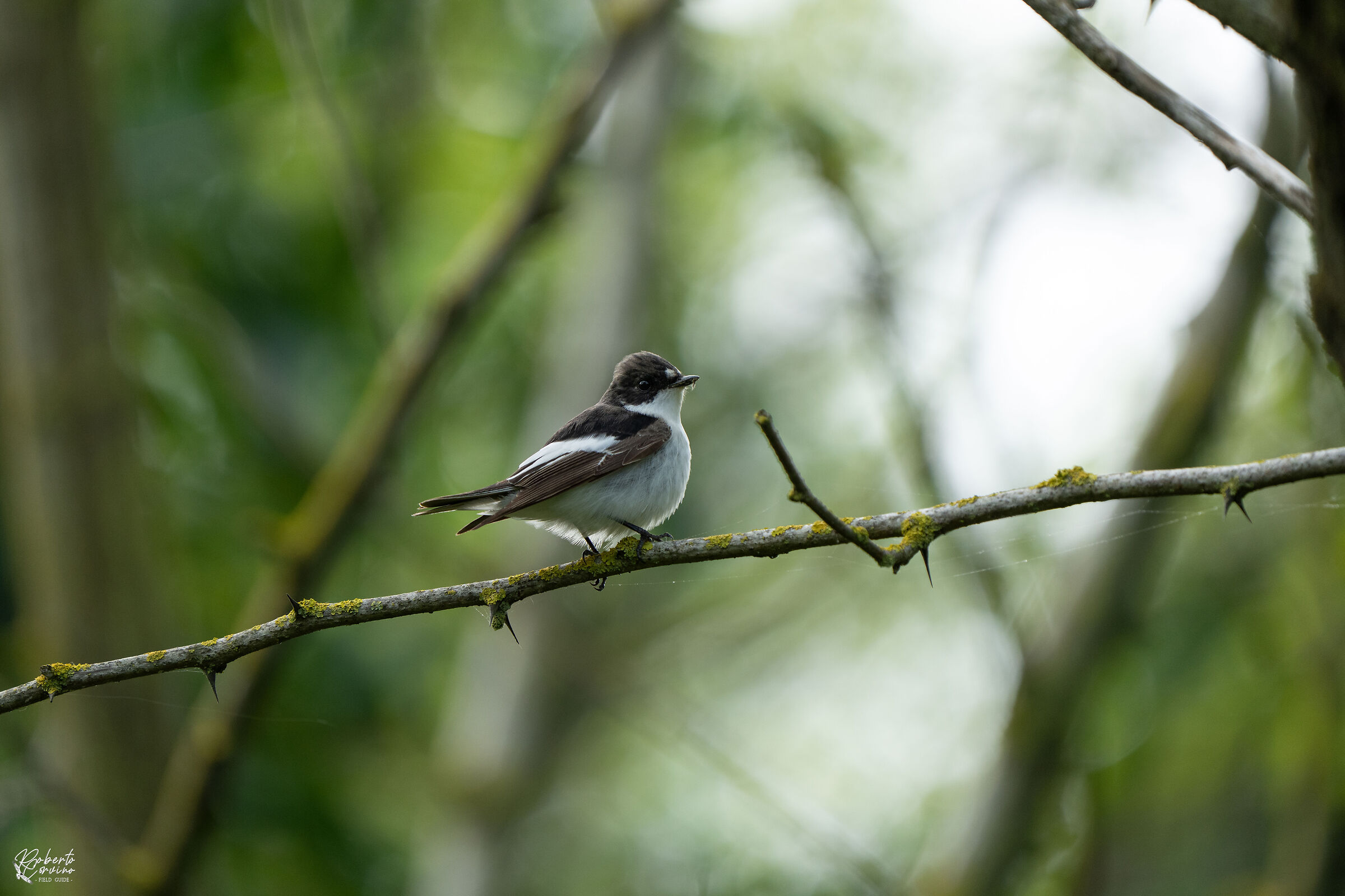 Black Flycatcher