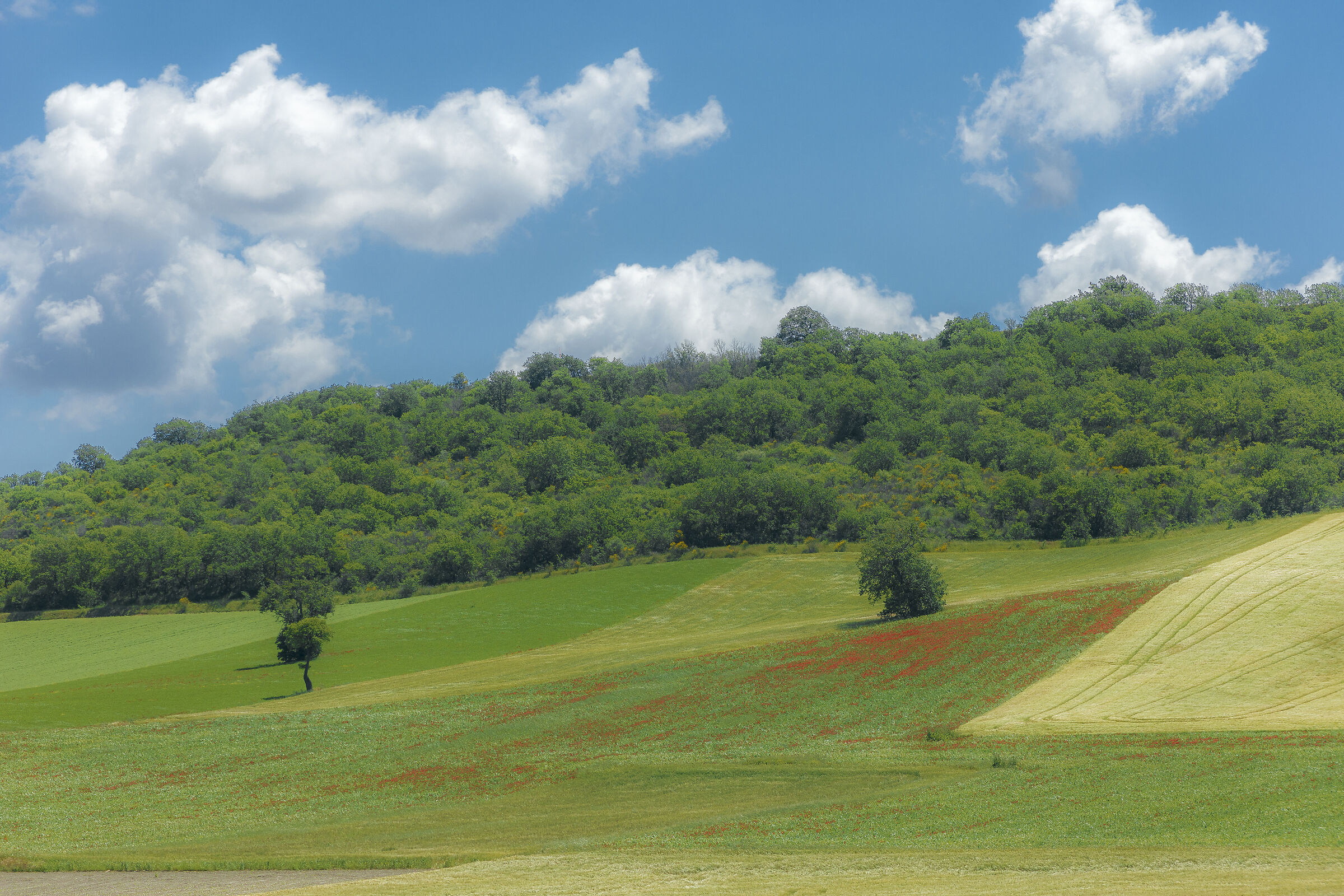 Daunian Subapennines