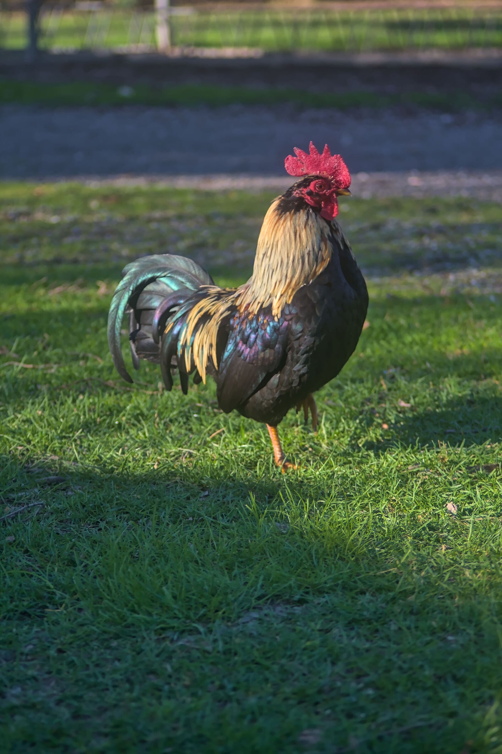 Rooster at attention