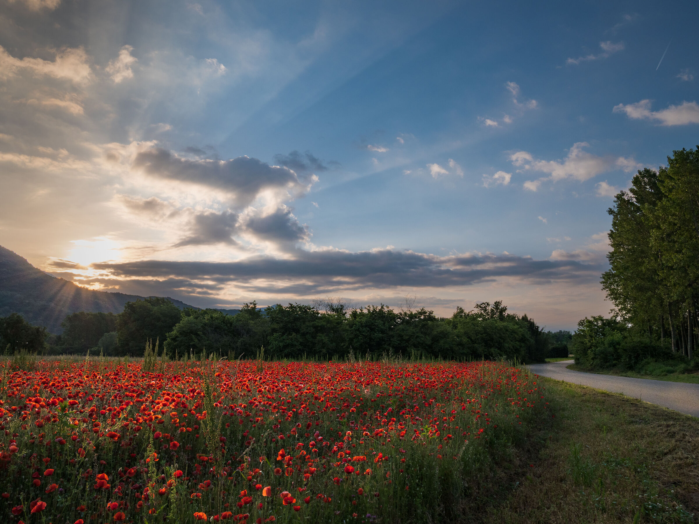 Dawn of the poppies ... (Caprie, Valsusa)