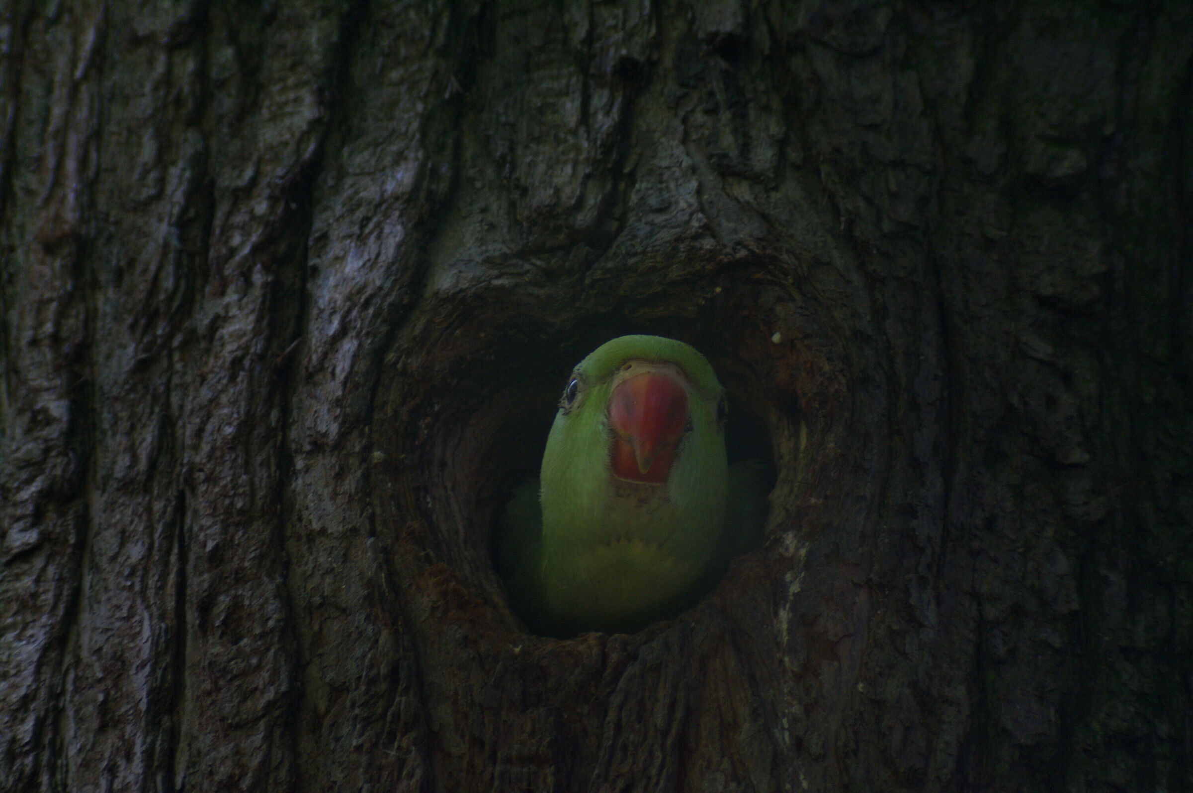 "Soldatino". 18/05/25.