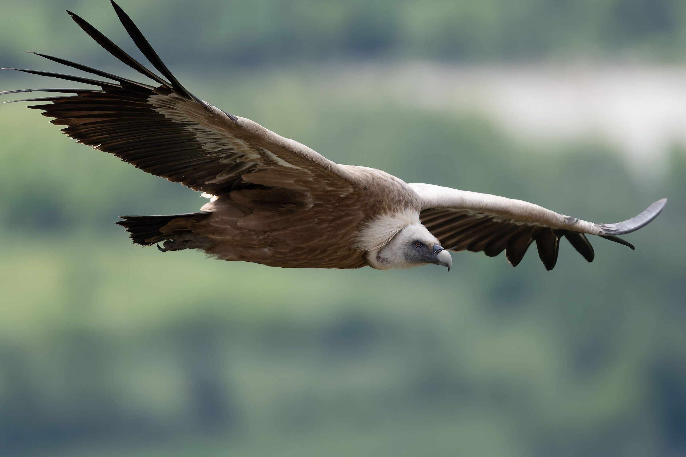 Griffin - Barronies Provencal