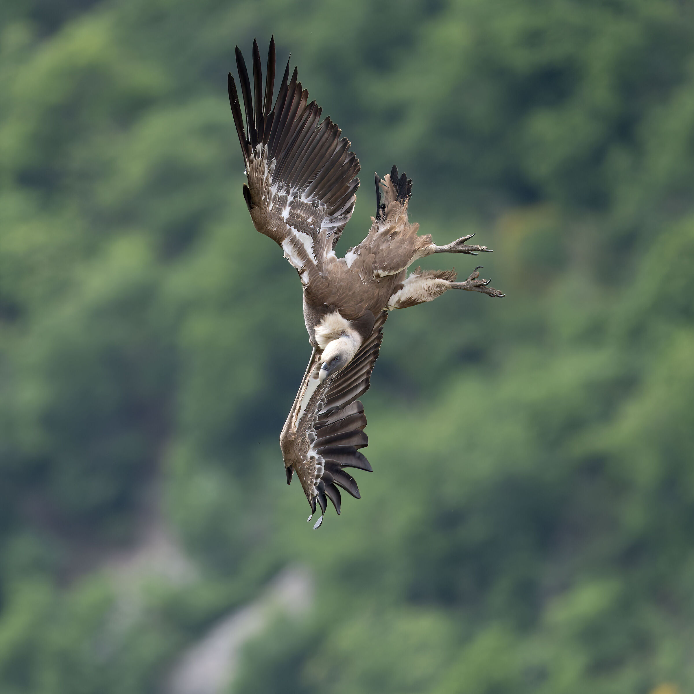 Griffin - Barronies Provencal