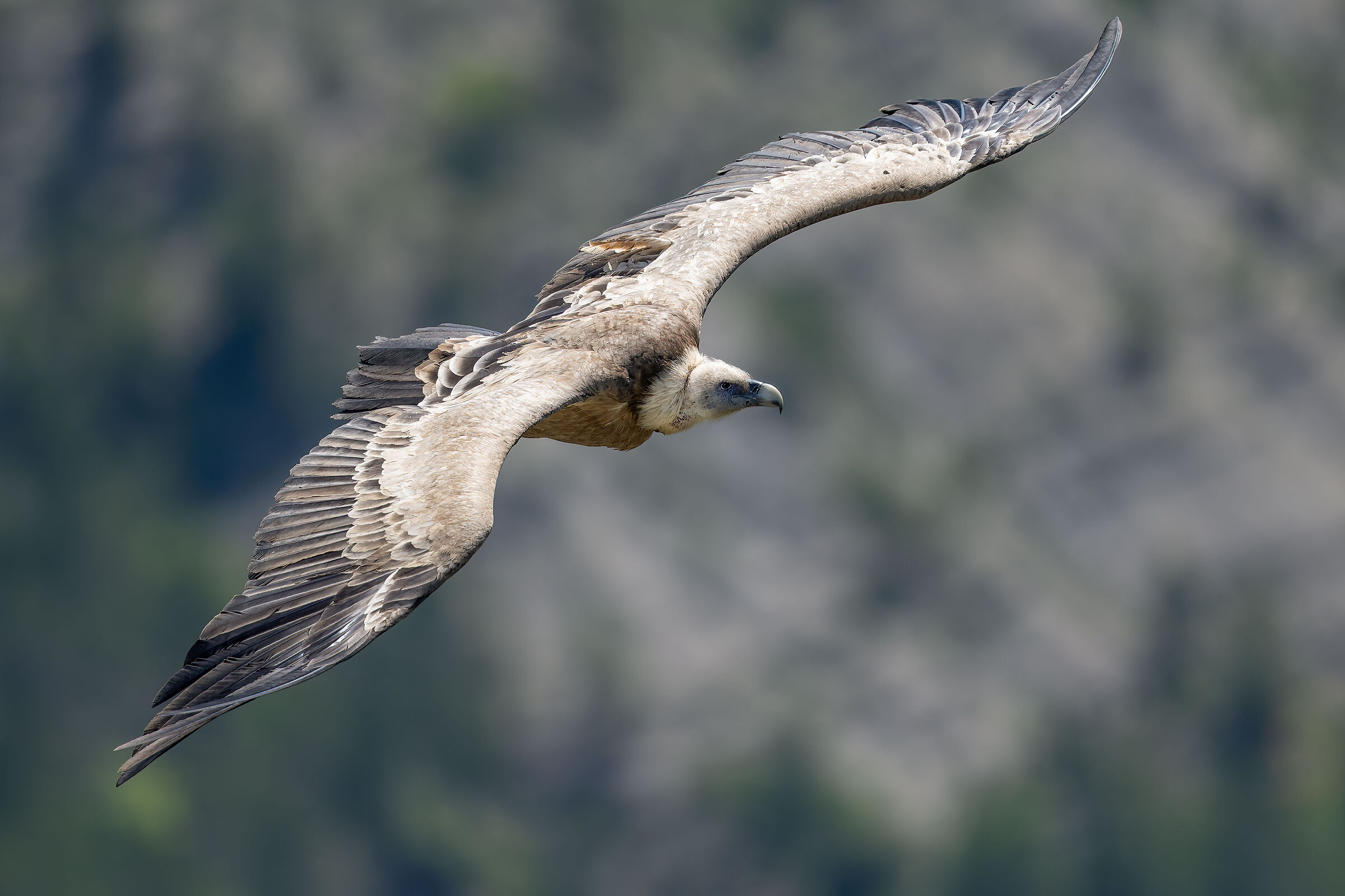 Griffin - Barronies Provencal