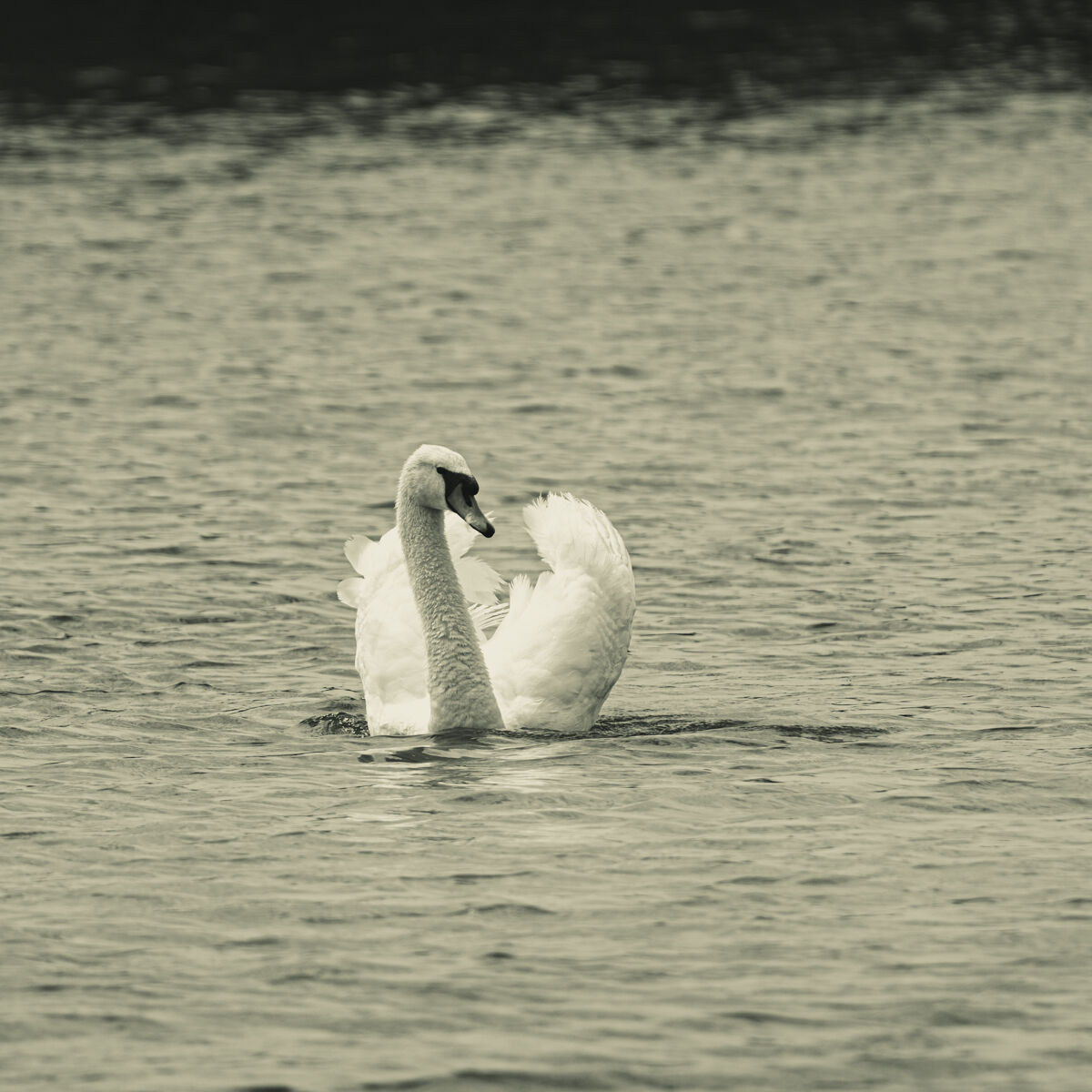 The Swan 1