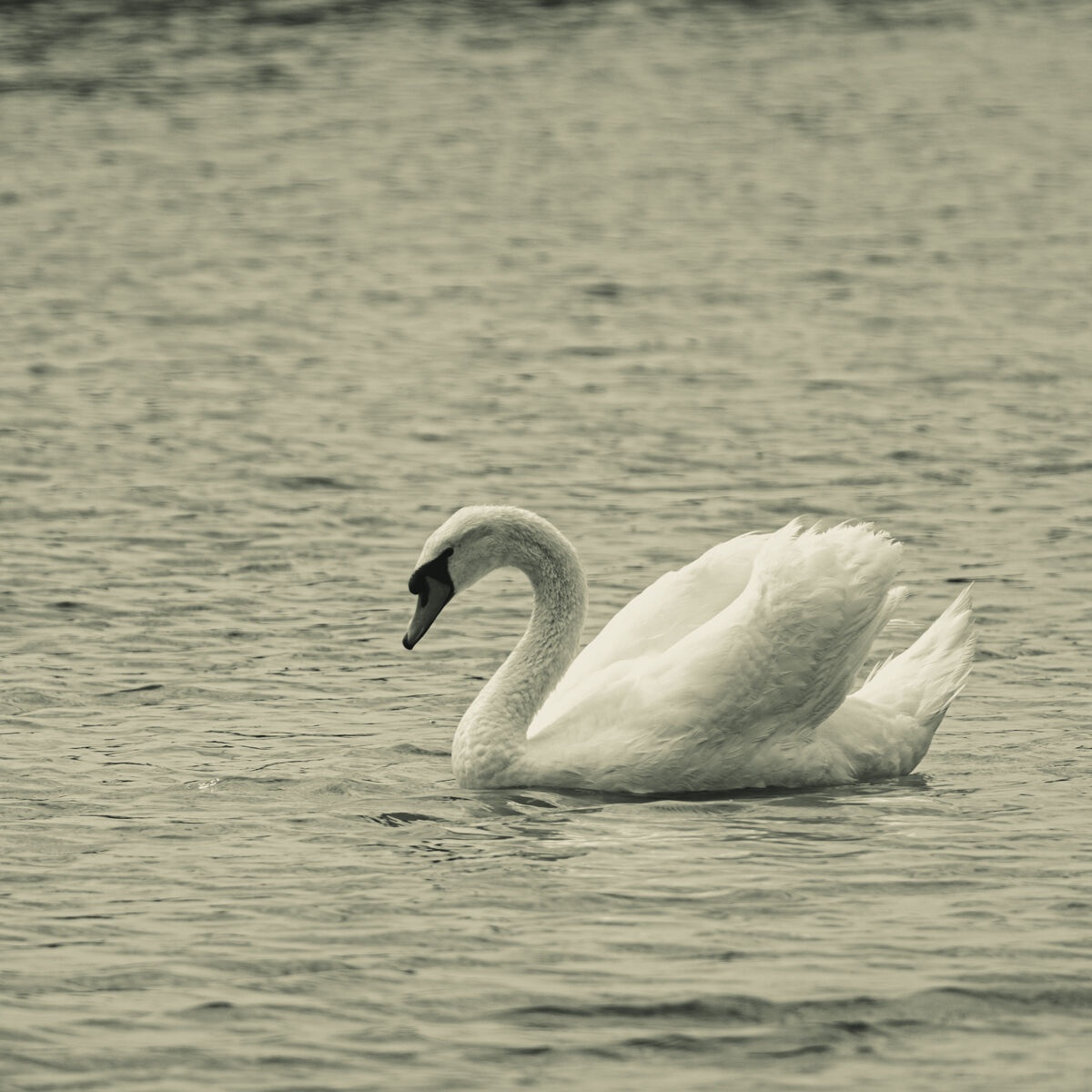 The Swan 2