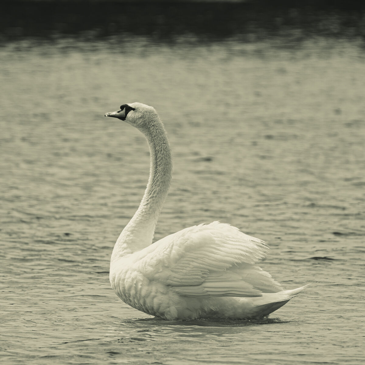 The Swan 3