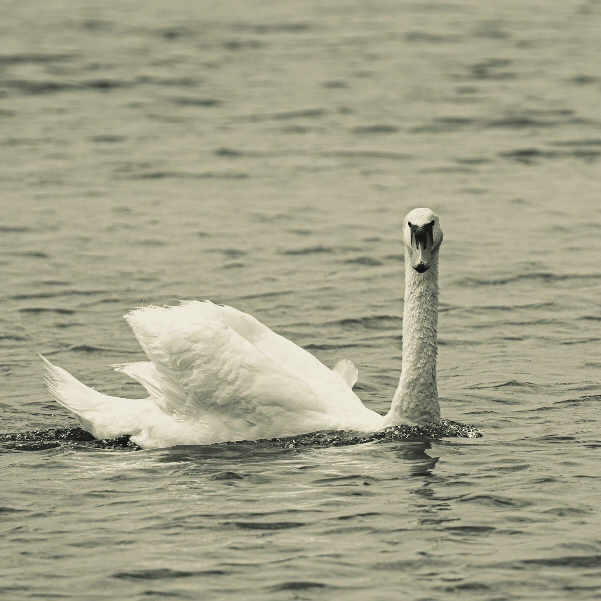 The Swan 4