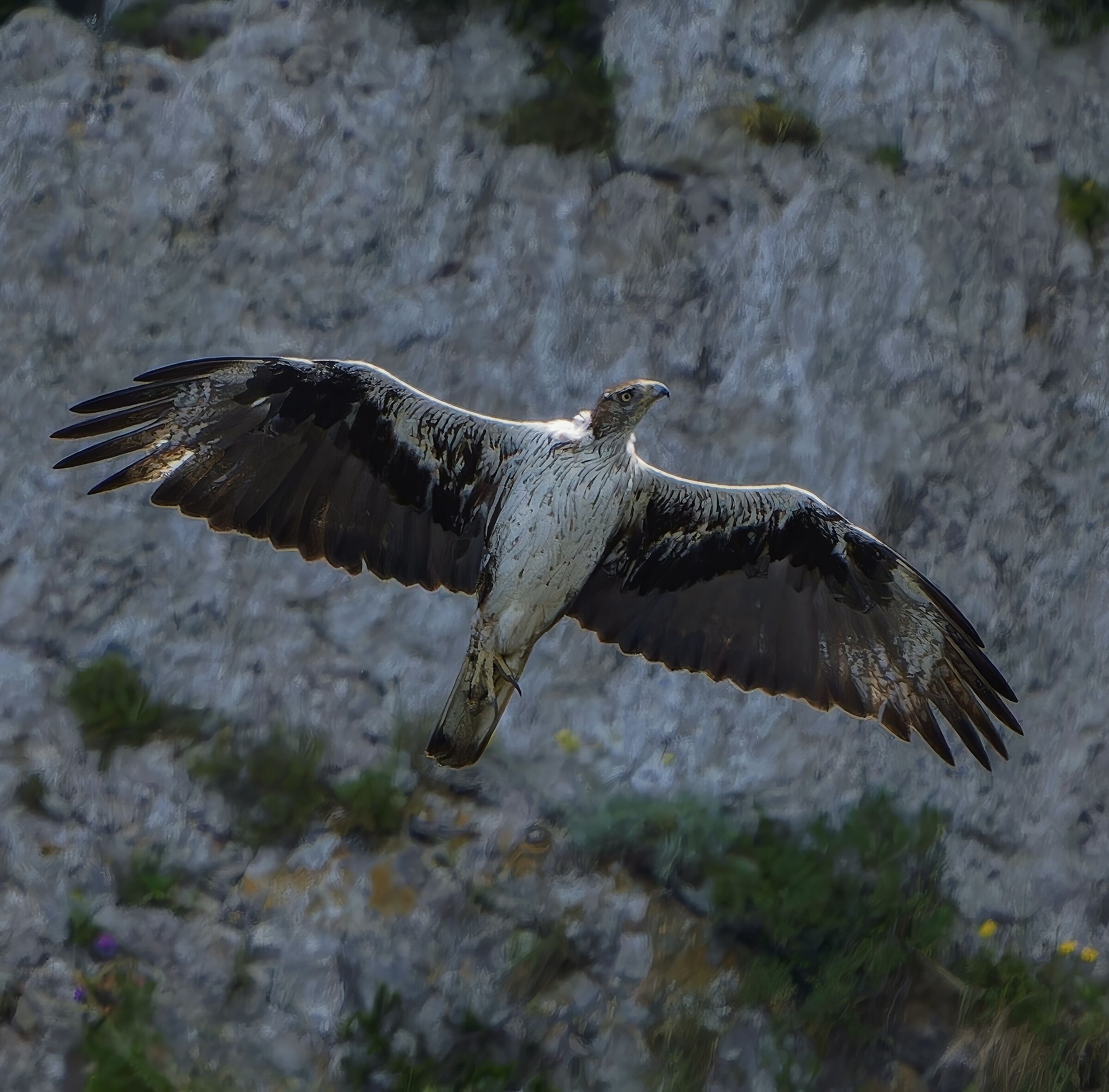 Bonelli's Eagle