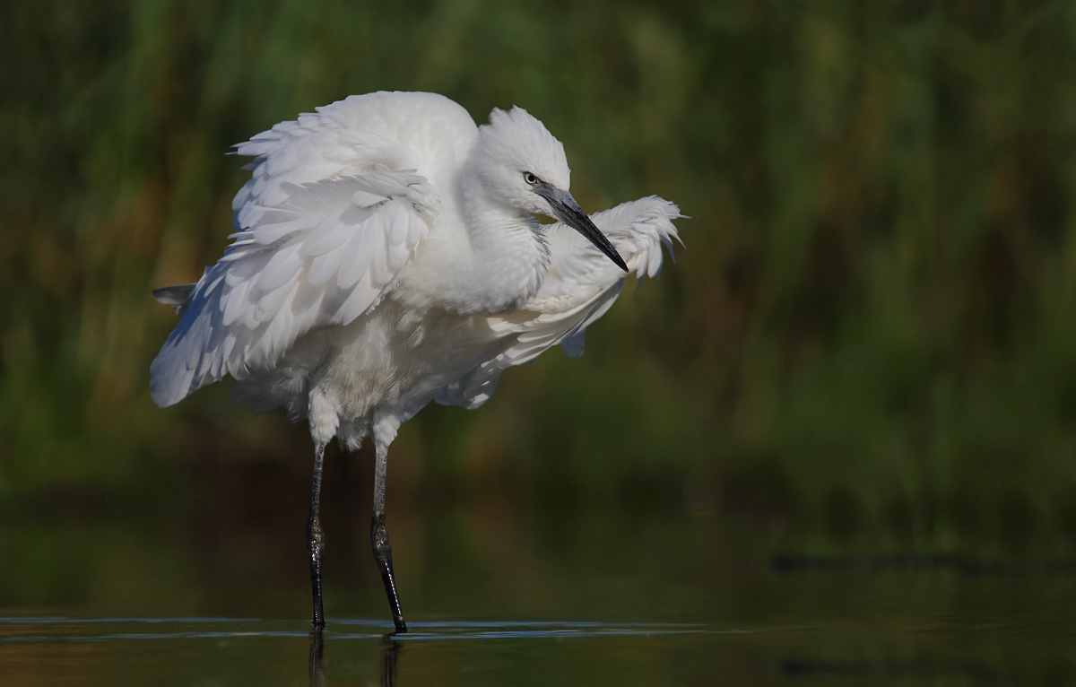 egret