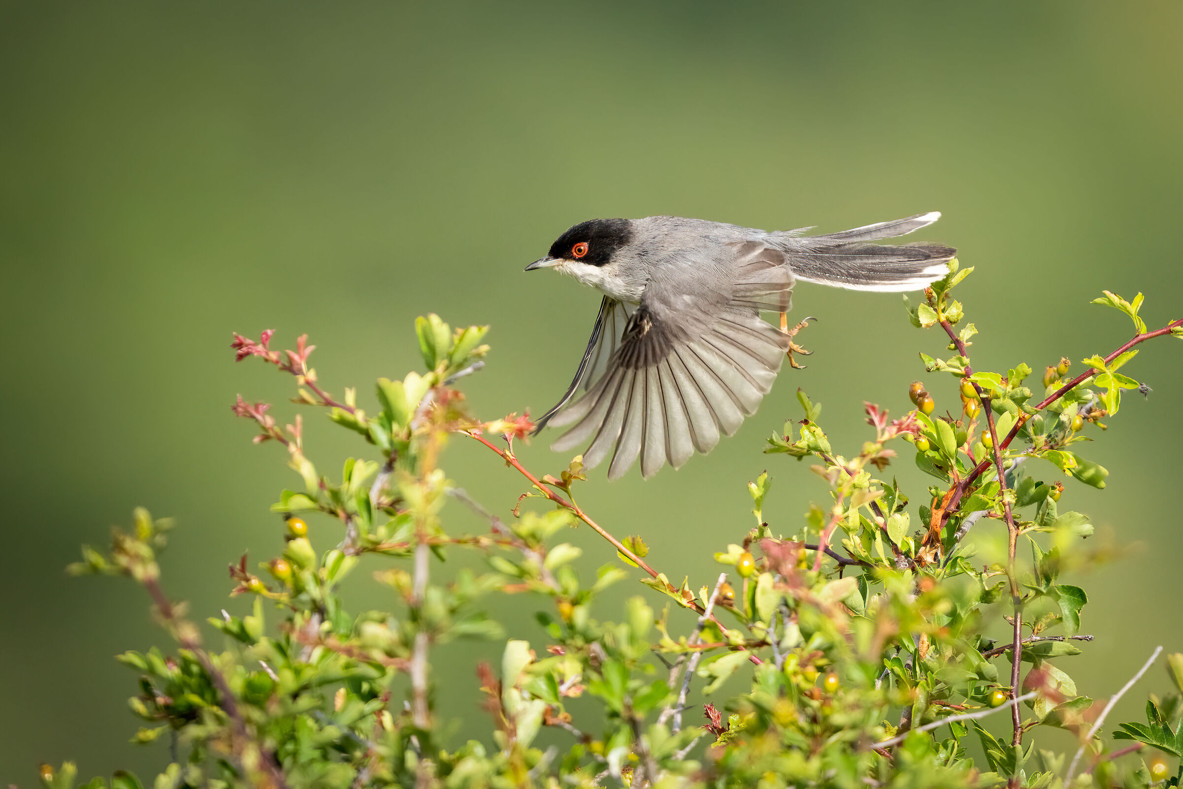 Sardinian Warbler (Sylvia melanocephala)