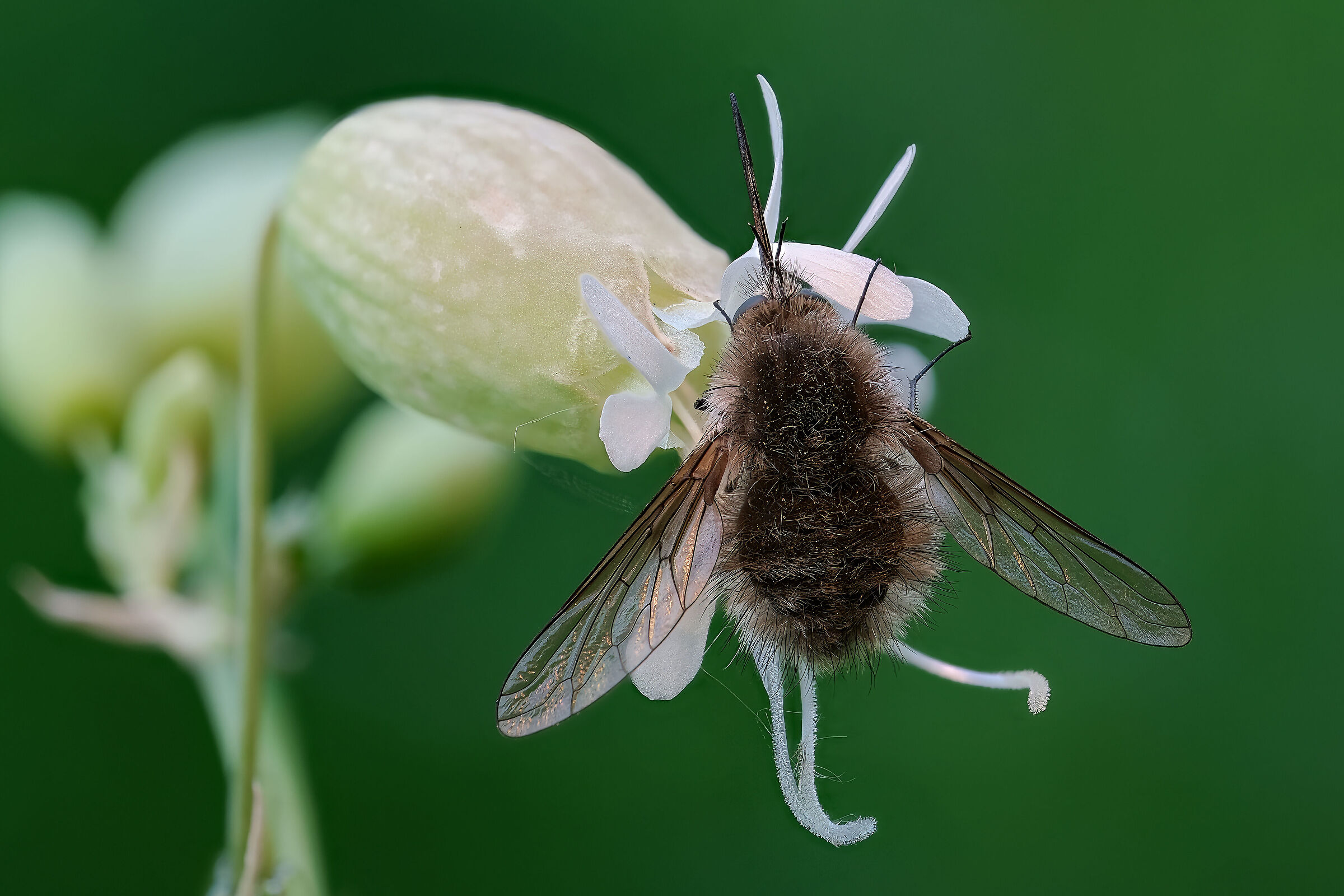 Bombylius minor