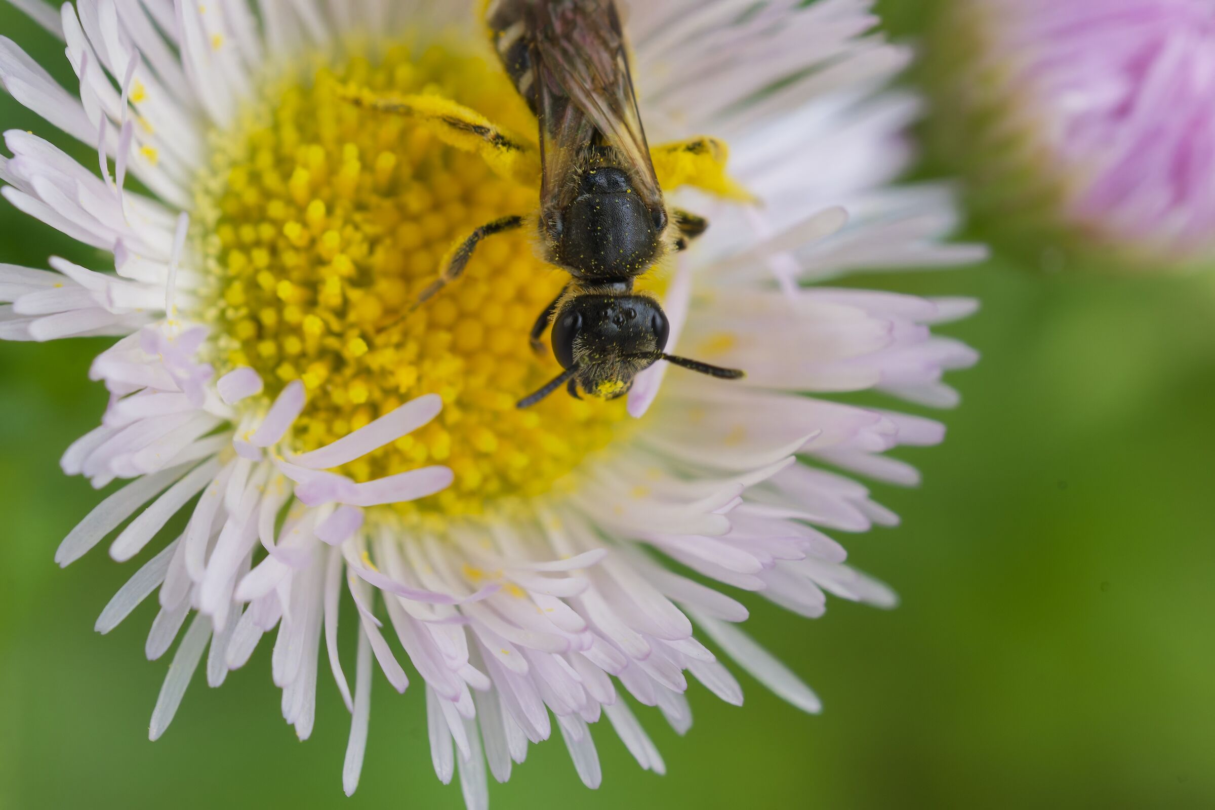 Pollen