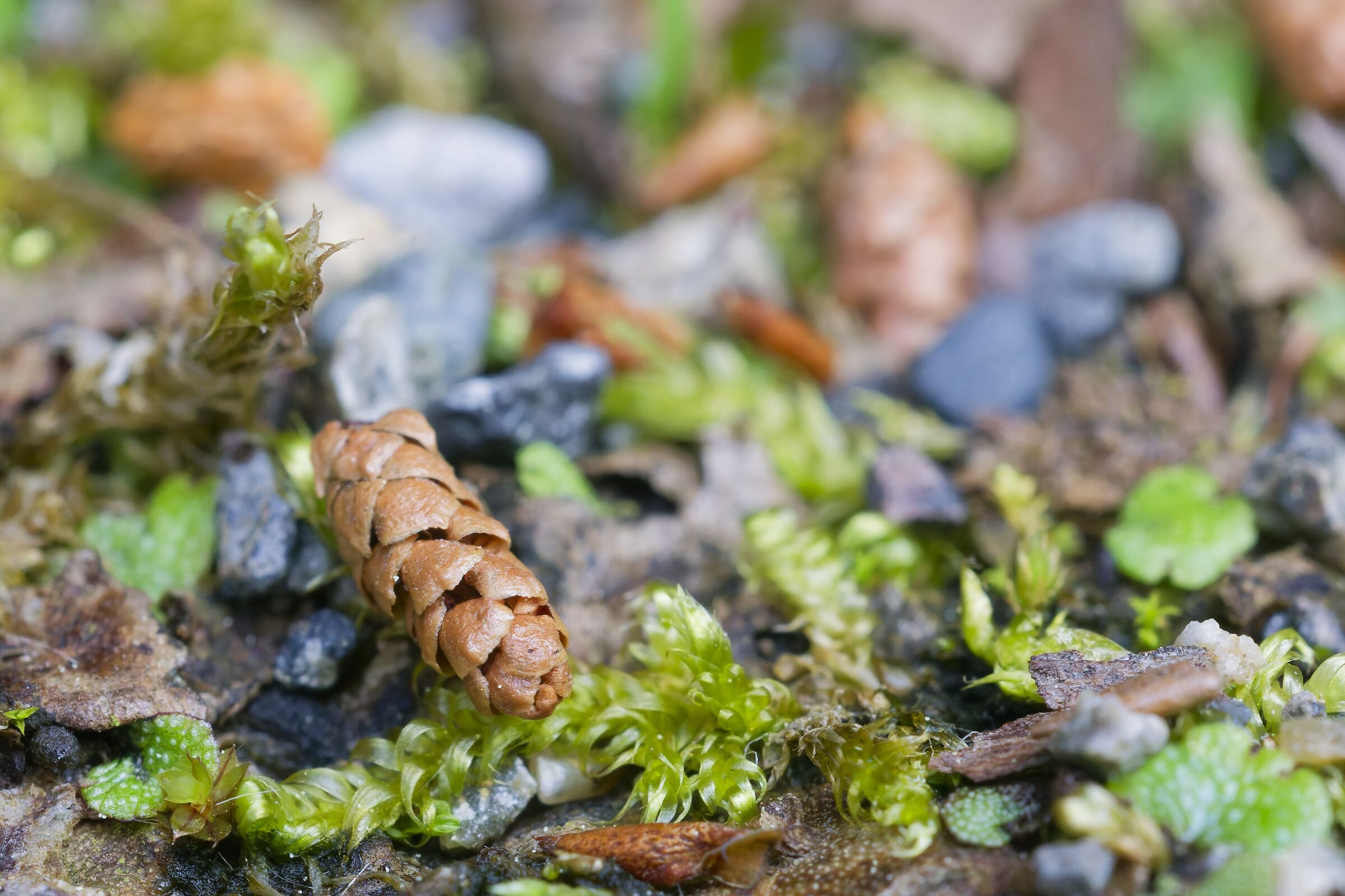 Microcosm